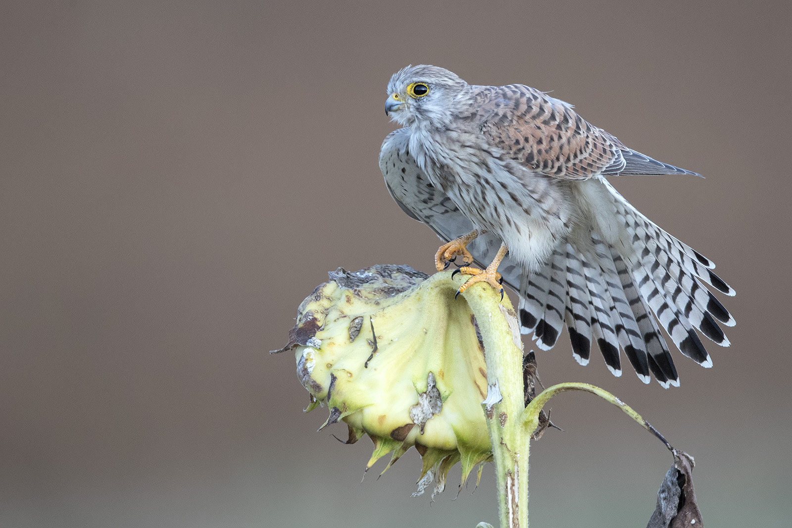 Canon EF 600mm F4L IS II USM sample photo. Turmfalke photography