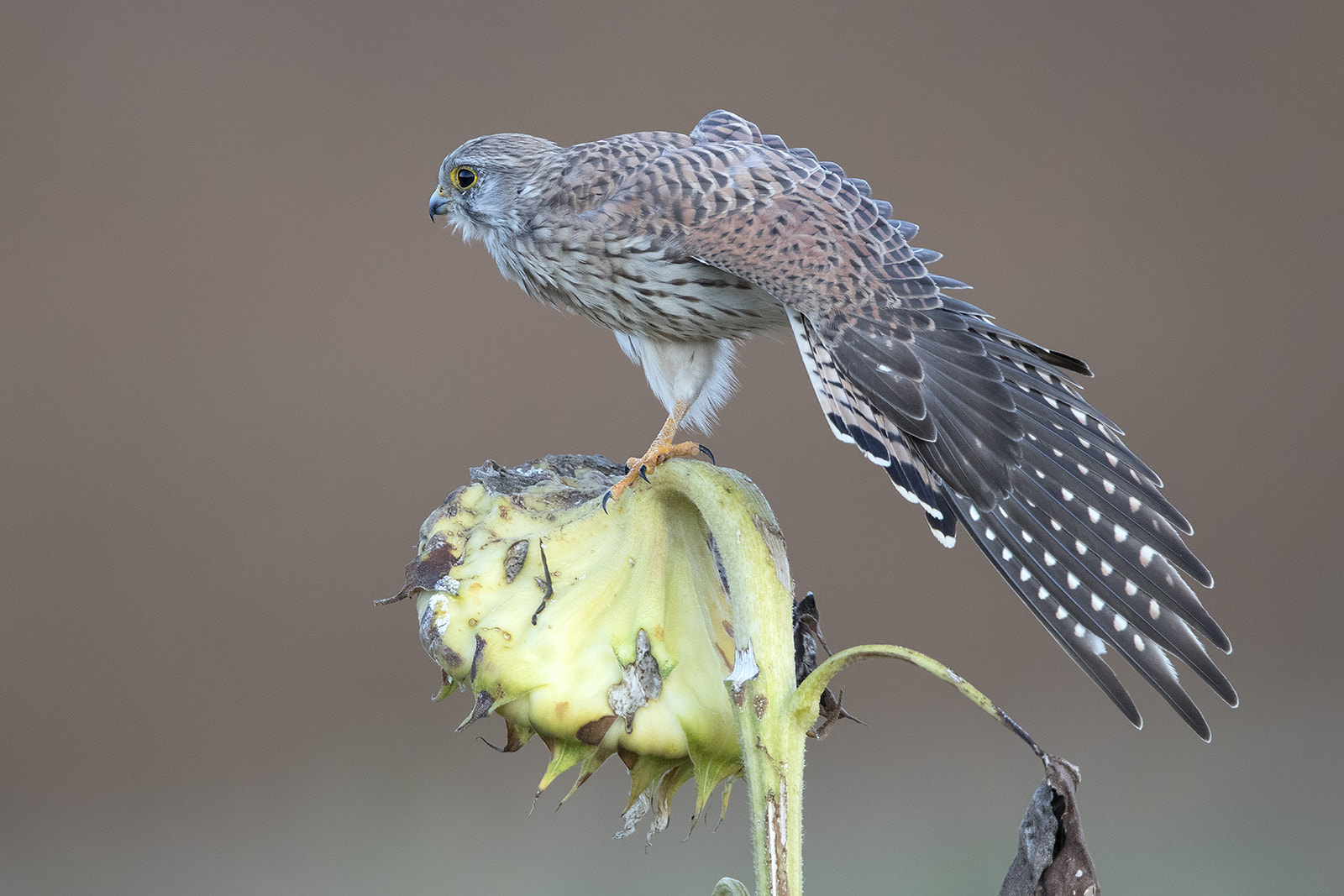 Canon EF 600mm F4L IS II USM sample photo. Turmfalke photography