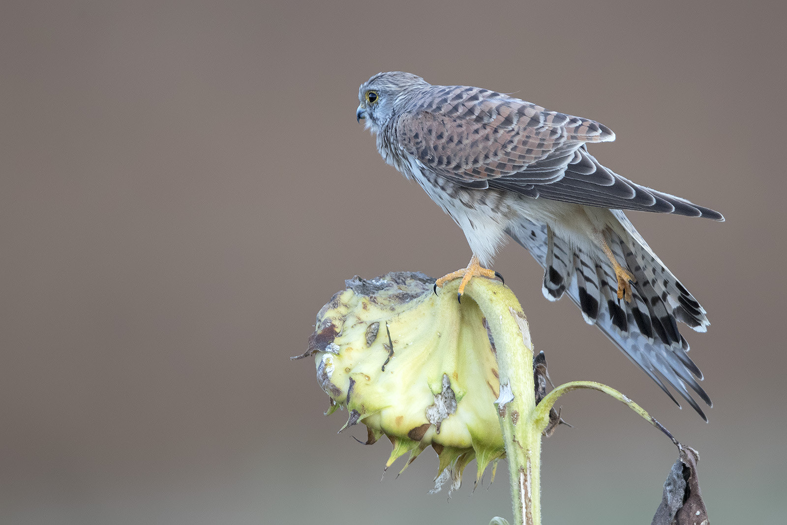 Canon EF 600mm F4L IS II USM sample photo. Turmfalke photography