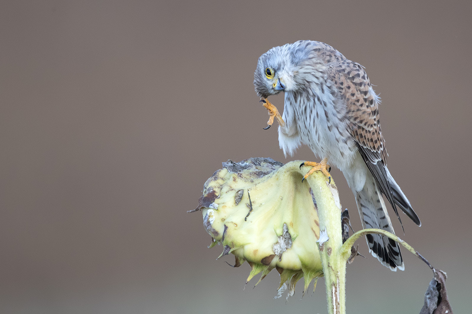 Canon EF 600mm F4L IS II USM sample photo. Turmfalke photography