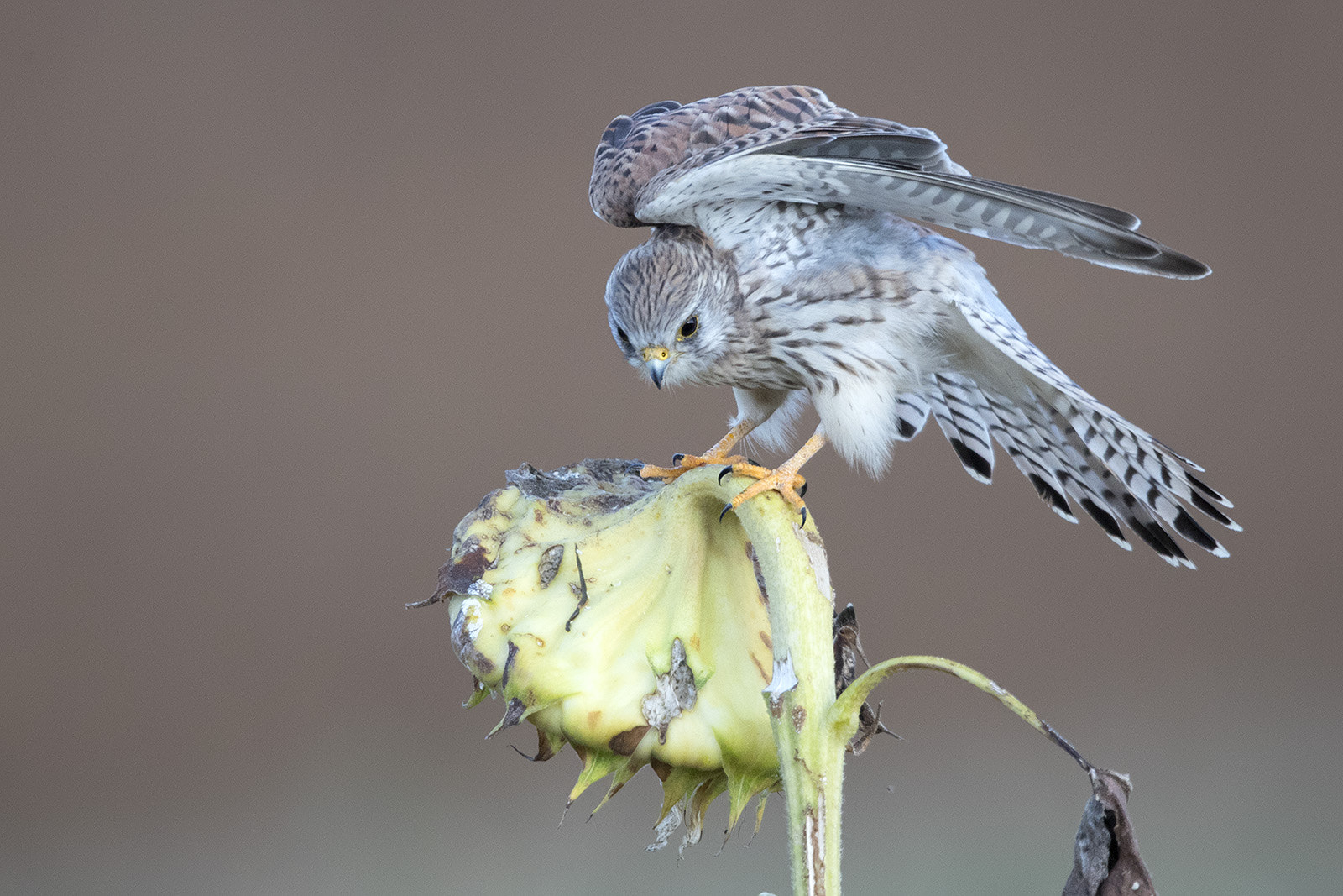 Canon EF 600mm F4L IS II USM sample photo. Turmfalke photography