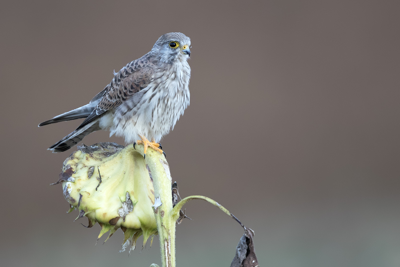 Canon EF 600mm F4L IS II USM sample photo. Turmfalke photography