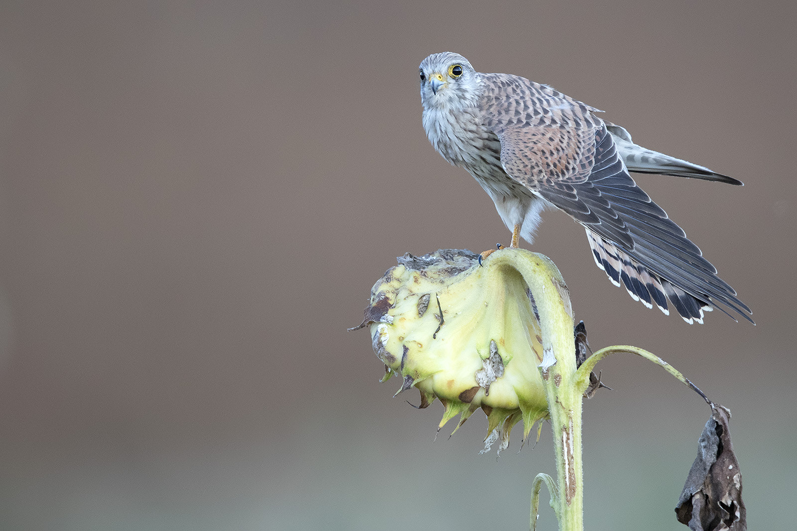Canon EF 600mm F4L IS II USM sample photo. Turmfalke photography