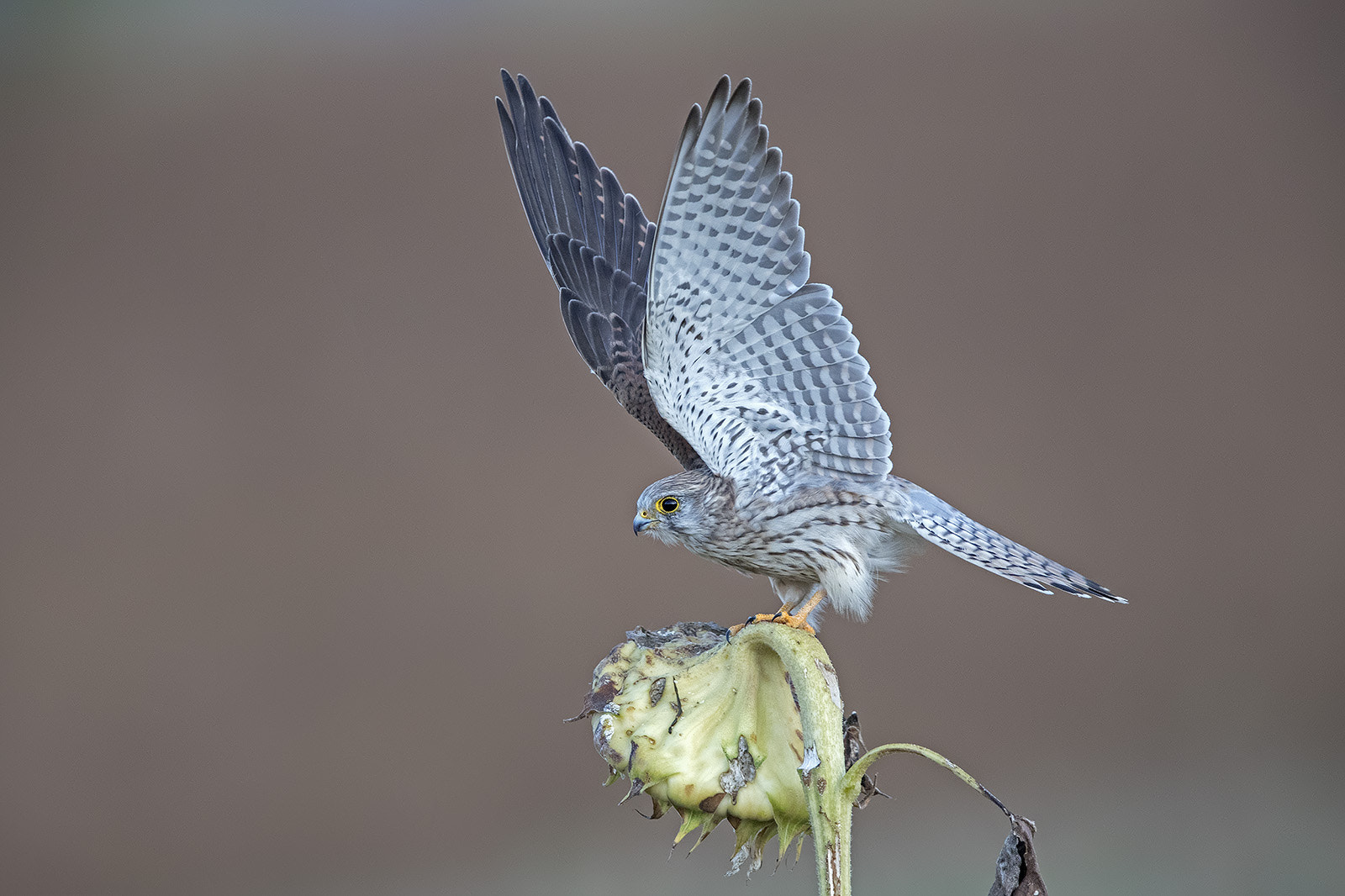 Canon EF 600mm F4L IS II USM sample photo. Turmfalke photography
