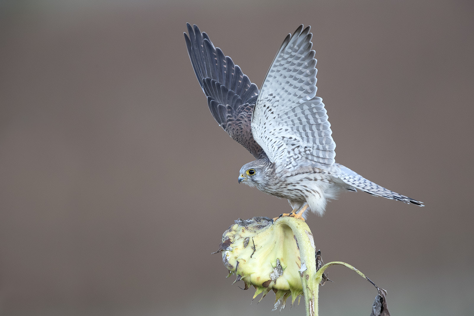 Canon EF 600mm F4L IS II USM sample photo. Turmfalke photography
