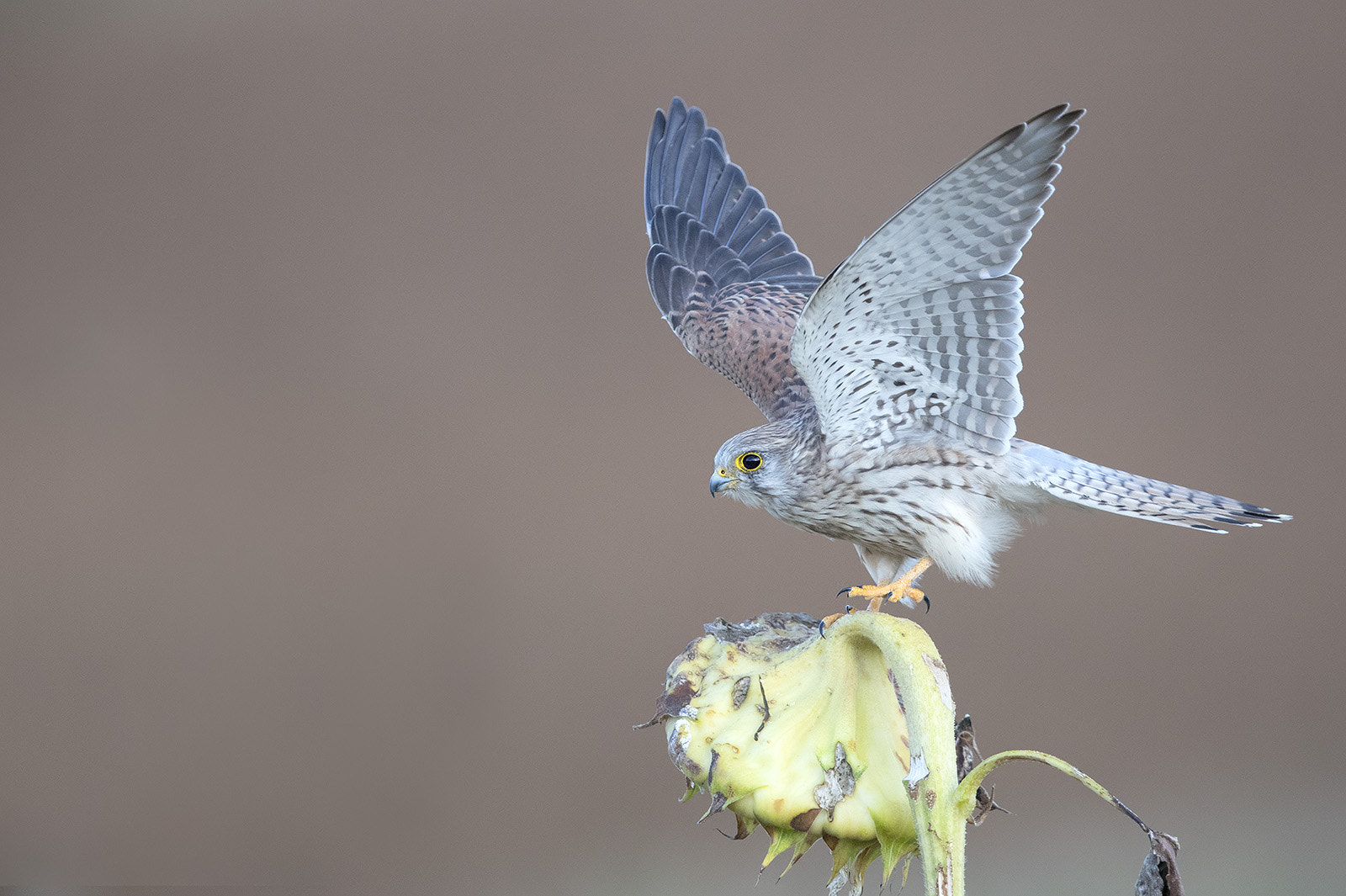 Canon EF 600mm F4L IS II USM sample photo. Turmfalke photography