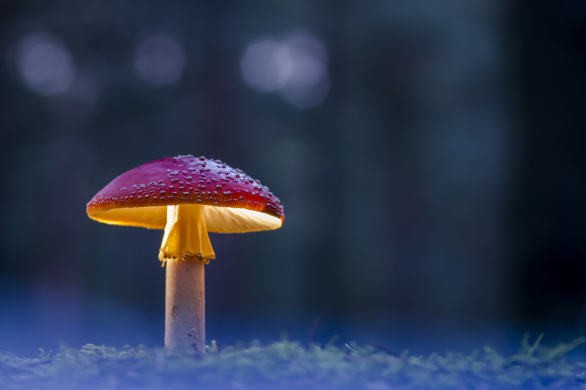 Canon EOS 7D + Sigma 105mm F2.8 EX DG Macro sample photo. Magic mushroom photography