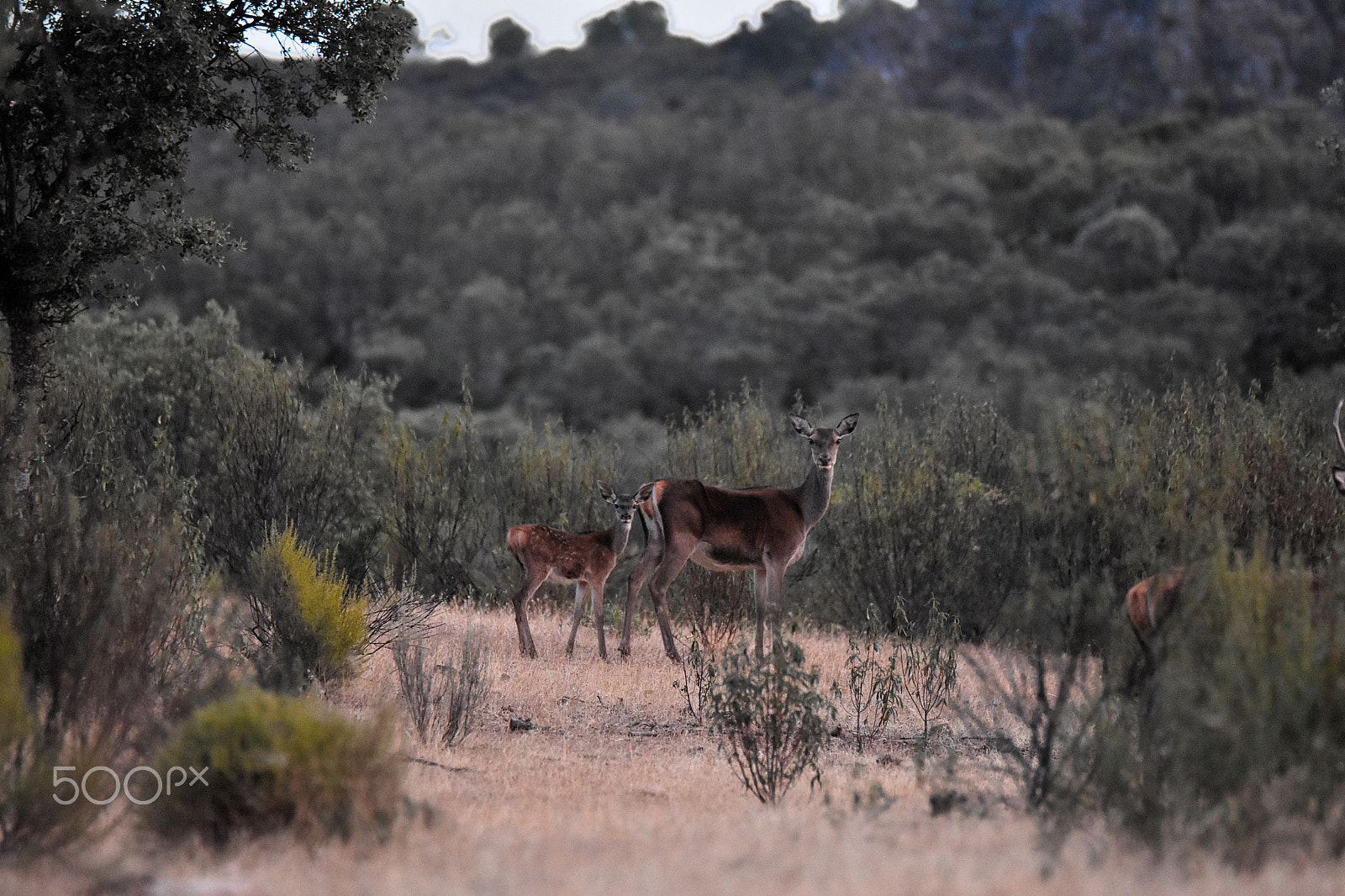 Tamron SP 70-200mm F2.8 Di VC USD sample photo. Bambi and mom photography