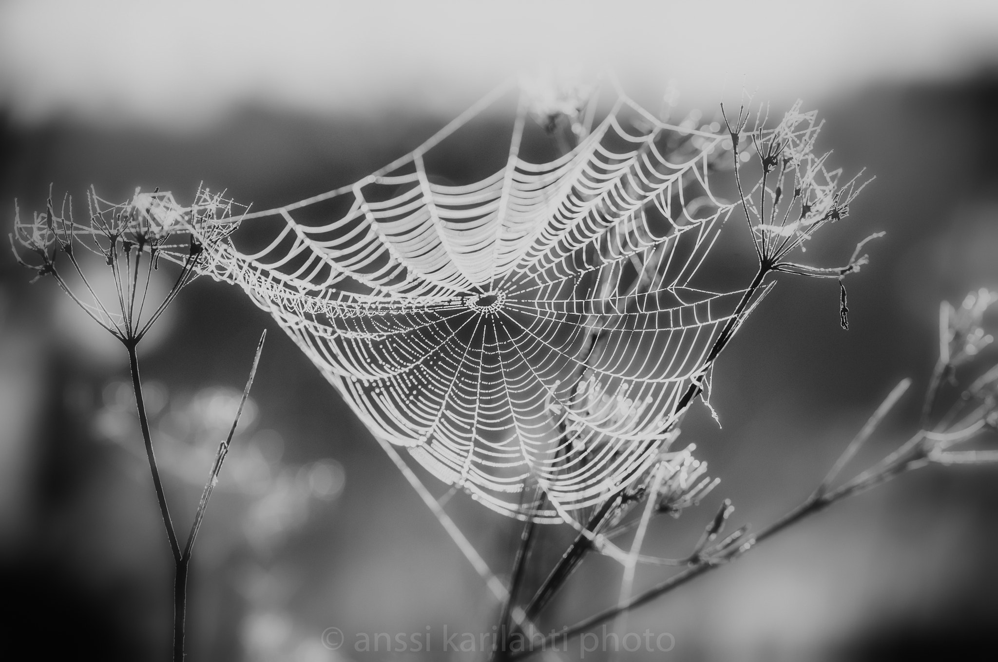 Sigma 105mm F2.8 EX DG OS HSM sample photo. Bw web photography