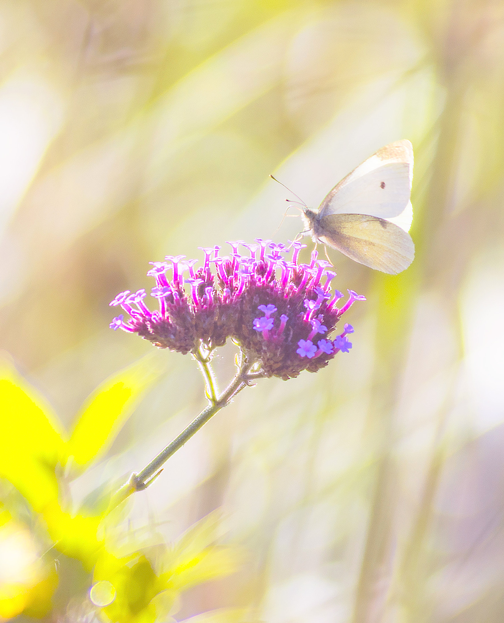 AF Zoom-Nikkor 80-200mm f/2.8 ED sample photo. Summer colours photography