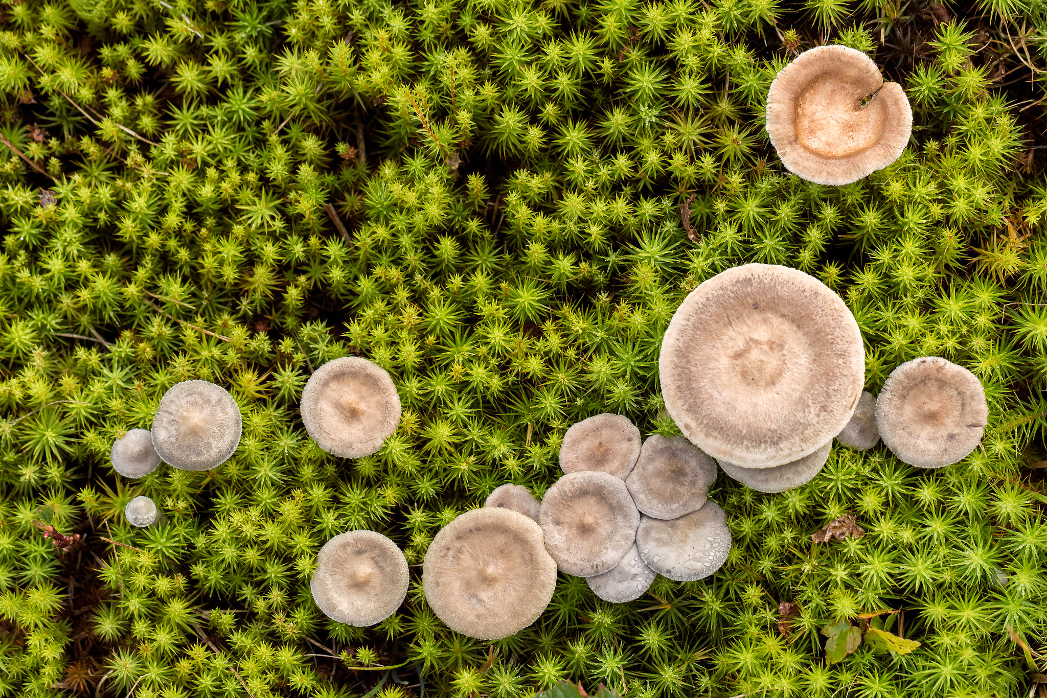 Canon EOS 7D Mark II sample photo. Mushroom greens photography