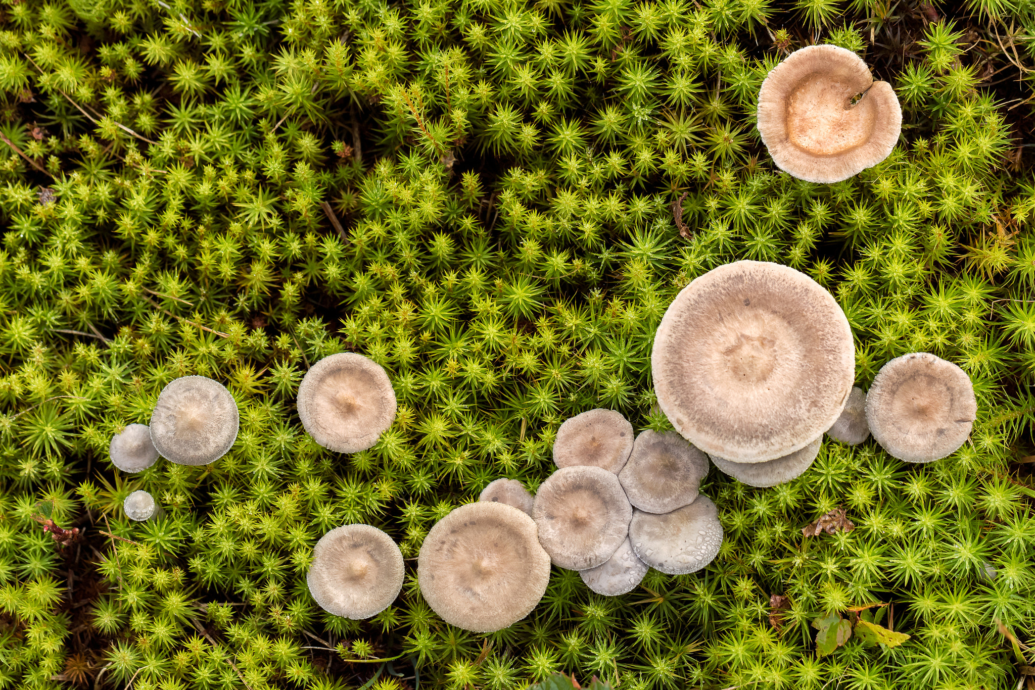 Canon EF 100mm F2.8L Macro IS USM sample photo. Mushroom greens photography