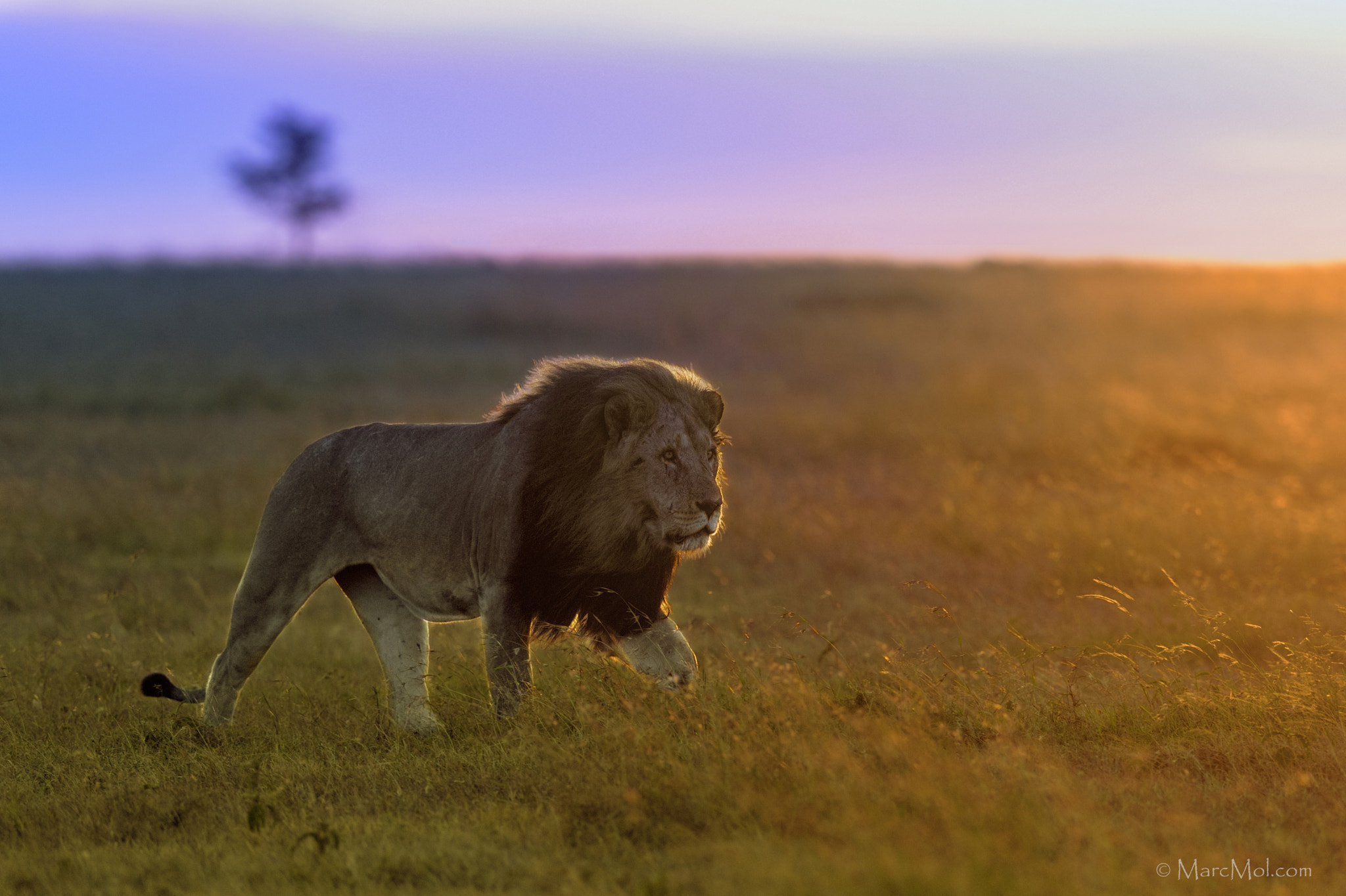 Nikon AF-S Nikkor 400mm F2.8E FL ED VR sample photo. Strutting king @ dawn. photography