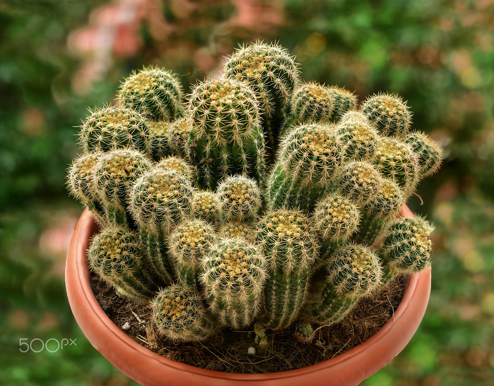 Nikon AF-S Micro-Nikkor 60mm F2.8G ED sample photo. Cactus.... photography