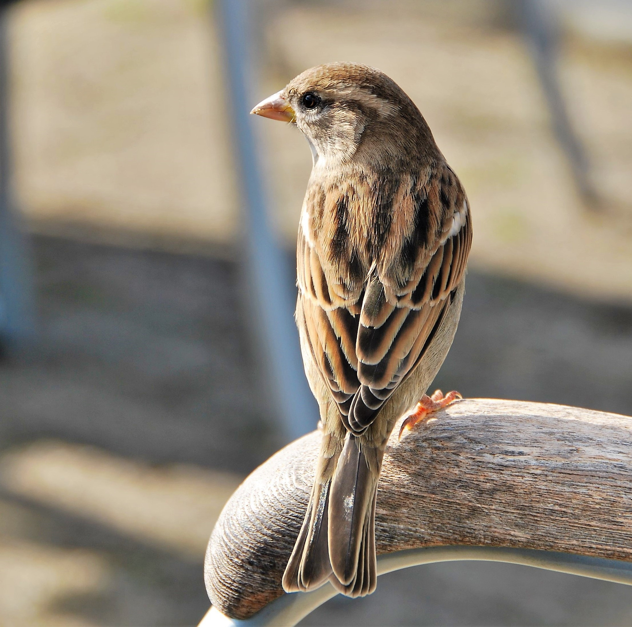Nikon D60 sample photo. Female house sparrow on a chair photography