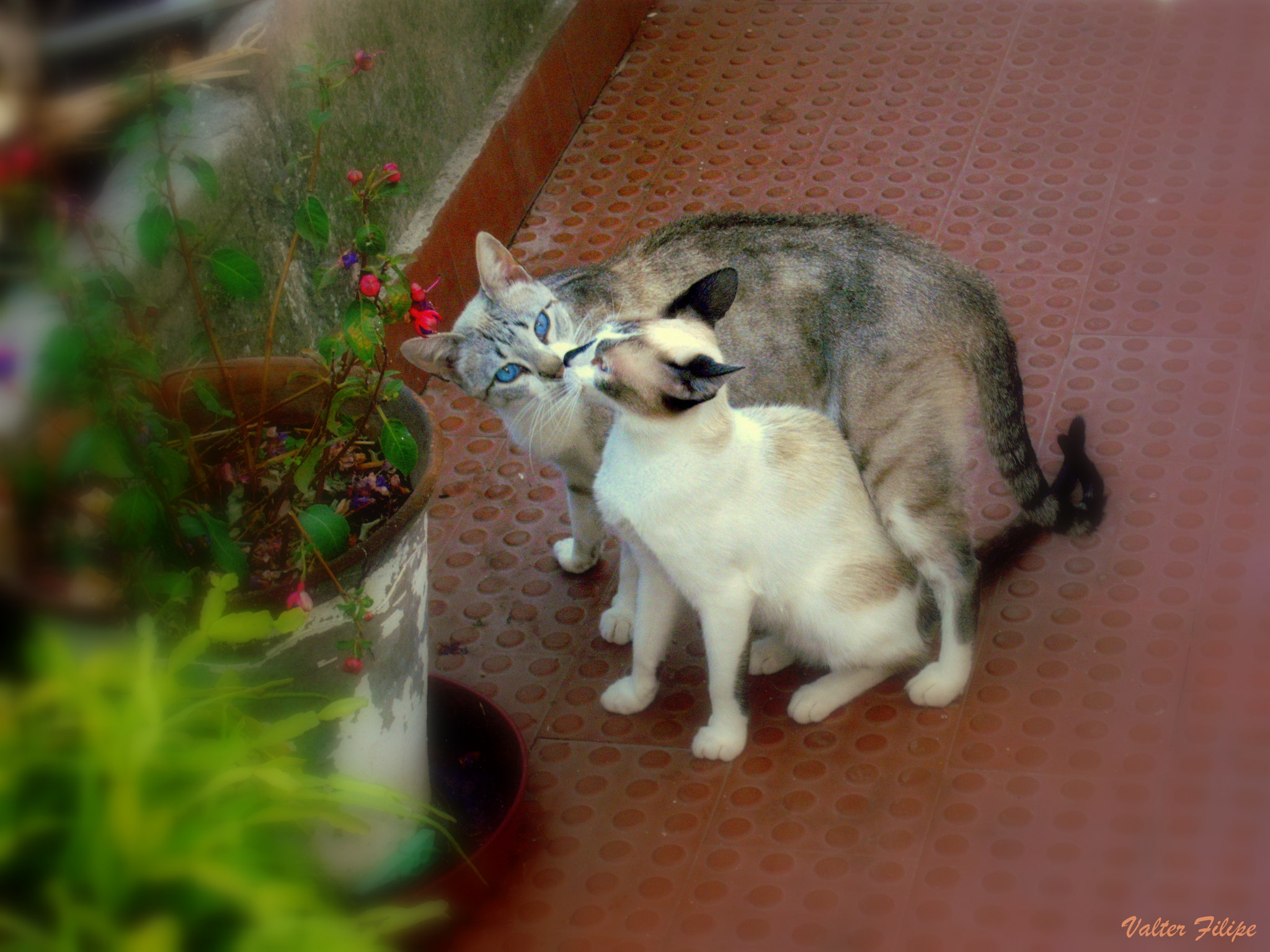 Fujifilm A850 sample photo. Love in animal world photography