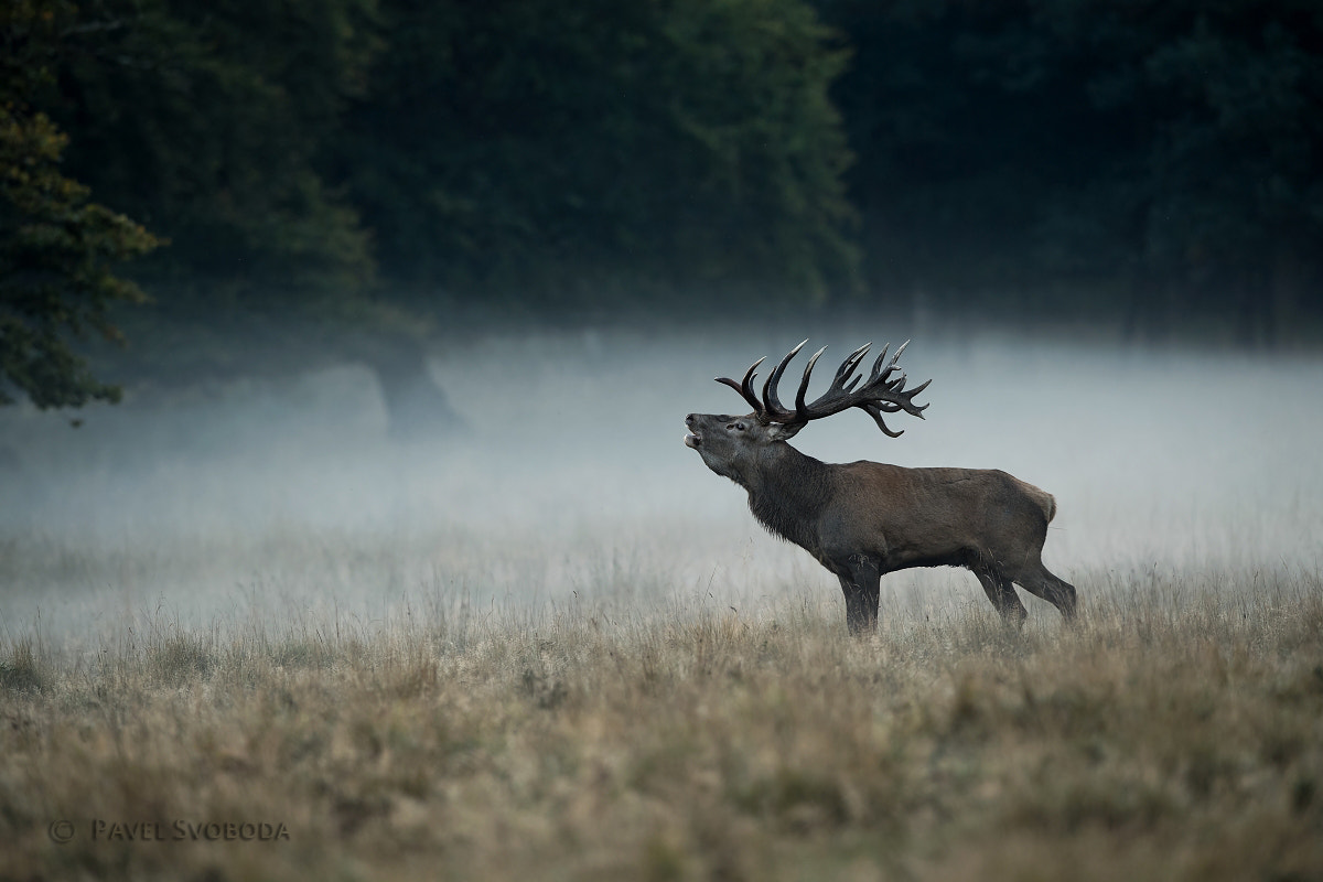 Nikon AF-S Nikkor 400mm F2.8E FL ED VR sample photo. Red reed photography