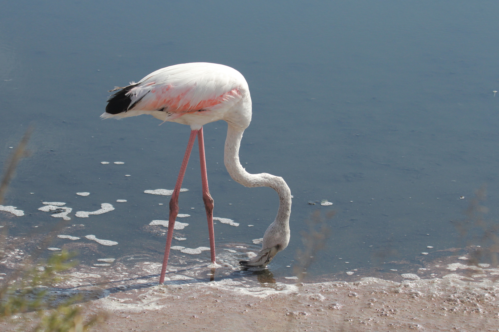 Canon EF 100-400mm F4.5-5.6L IS USM sample photo. Feeding flamingo photography