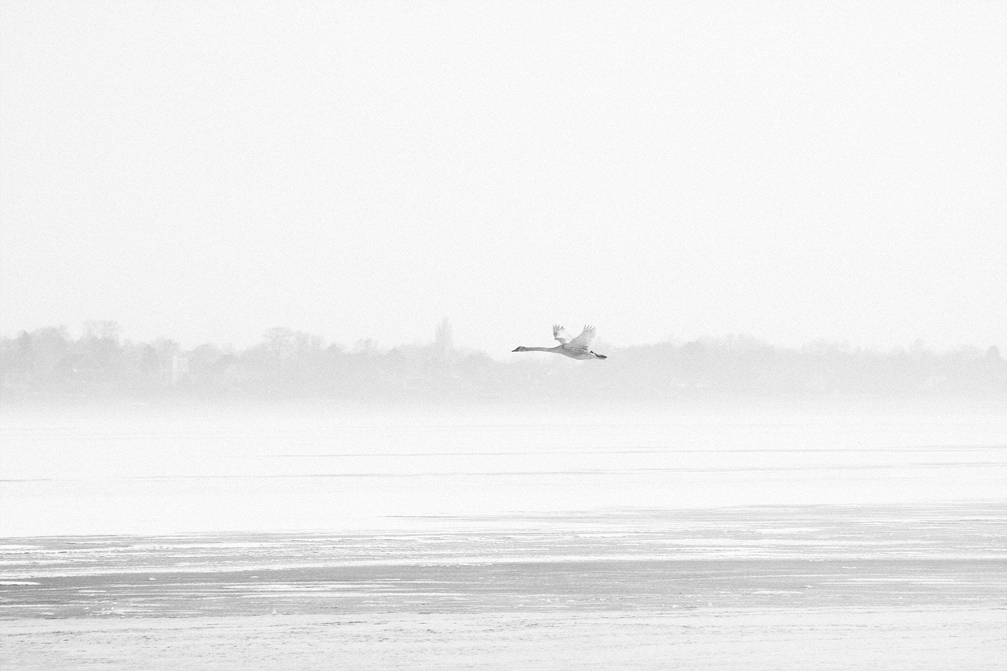 Canon EOS 40D + Canon EF 70-210mm f/4 sample photo. Swan photography