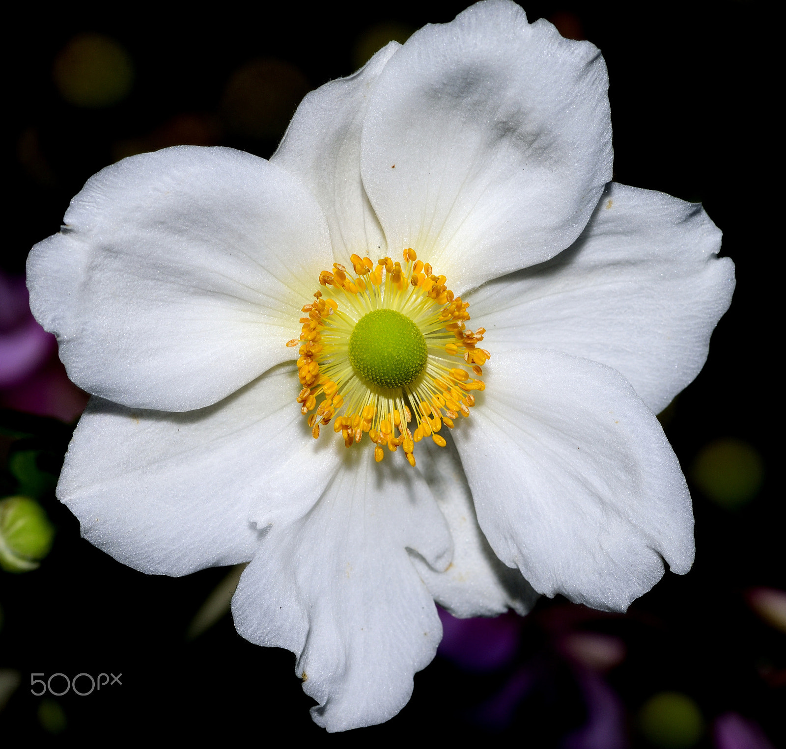 Sigma 105mm F2.8 EX DG Macro sample photo. White flower photography