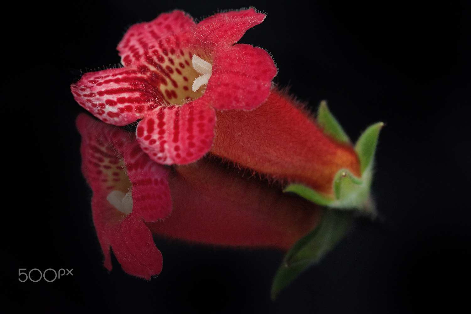 Sigma 150mm F2.8 EX DG Macro HSM sample photo. Reflection photography