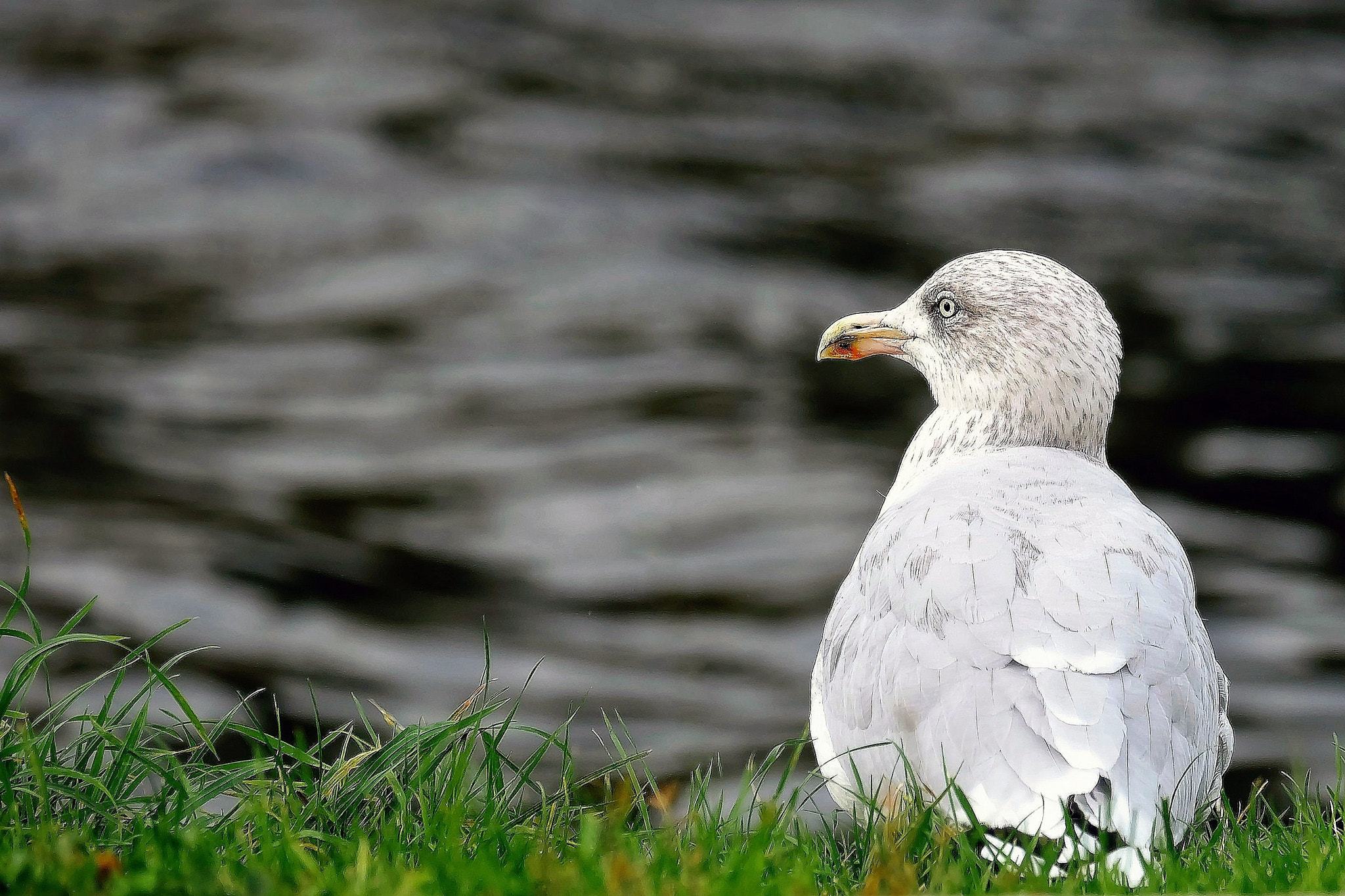 Fujifilm X-A2 sample photo. Gull.... photography