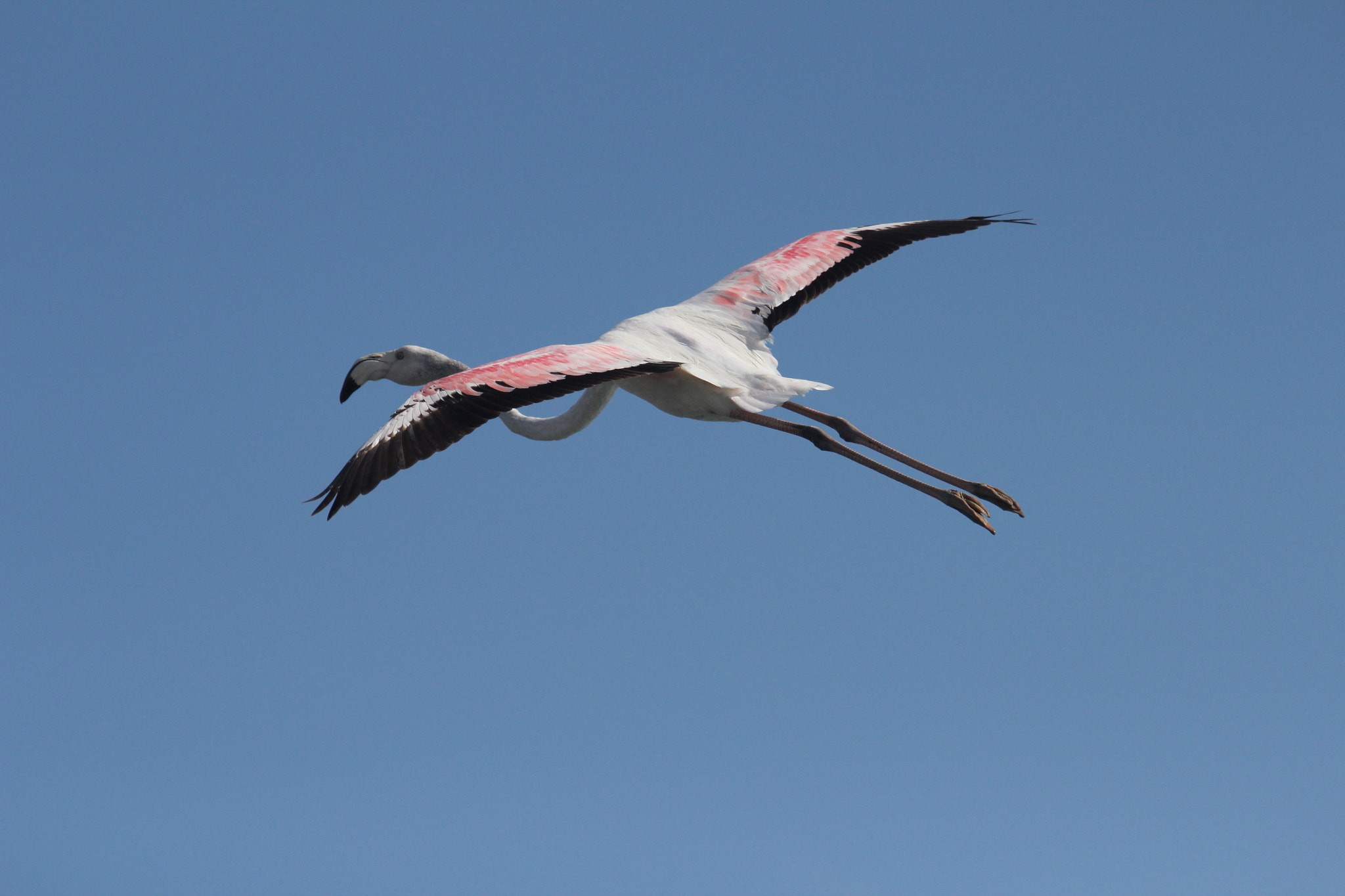 Canon EOS 600D (Rebel EOS T3i / EOS Kiss X5) sample photo. Flamingo in flight photography