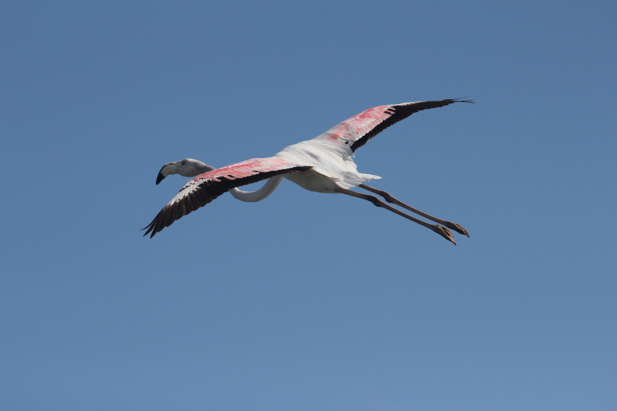 Canon EF 100-400mm F4.5-5.6L IS USM sample photo. Flamingo in flight photography