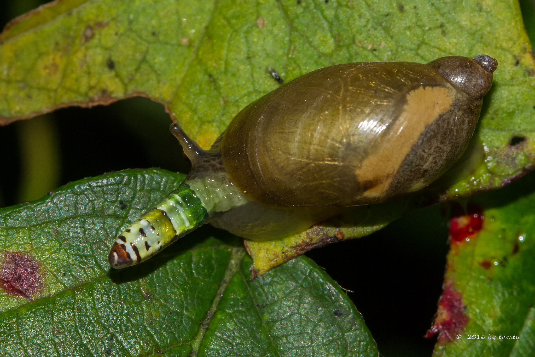 Canon EOS 7D + Canon EF 100mm F2.8L Macro IS USM sample photo. Horrible parasite photography