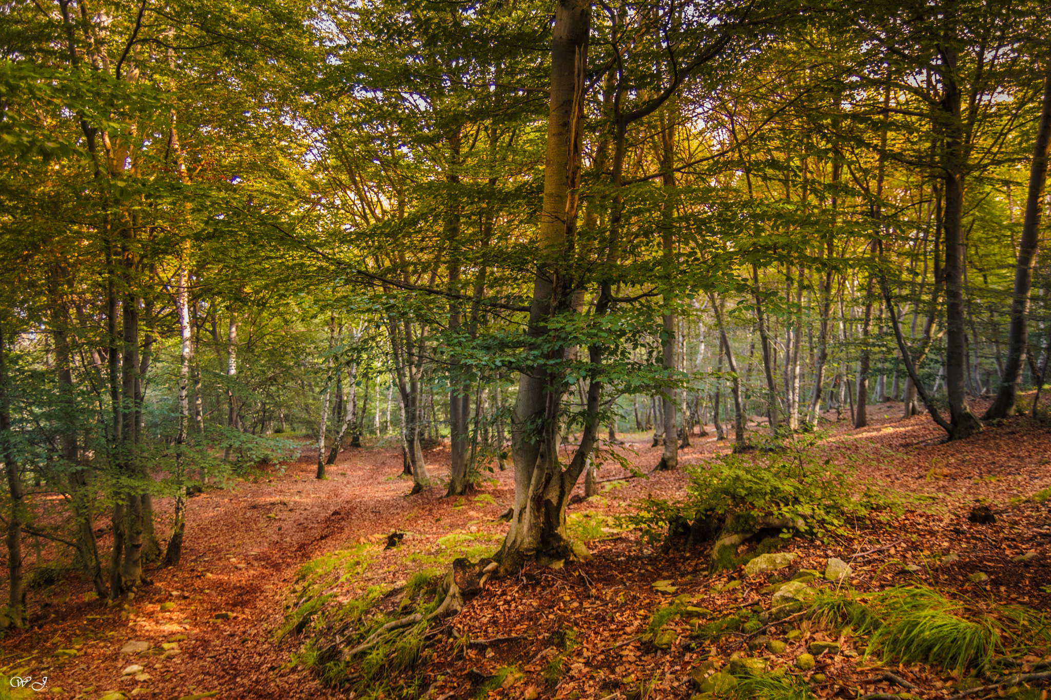 Sony ILCA-77M2 sample photo. Beeches and birches photography