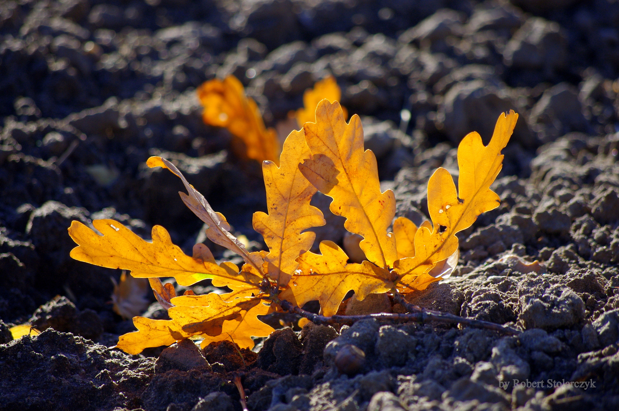 Pentax K-x sample photo. Sunny autumn photography