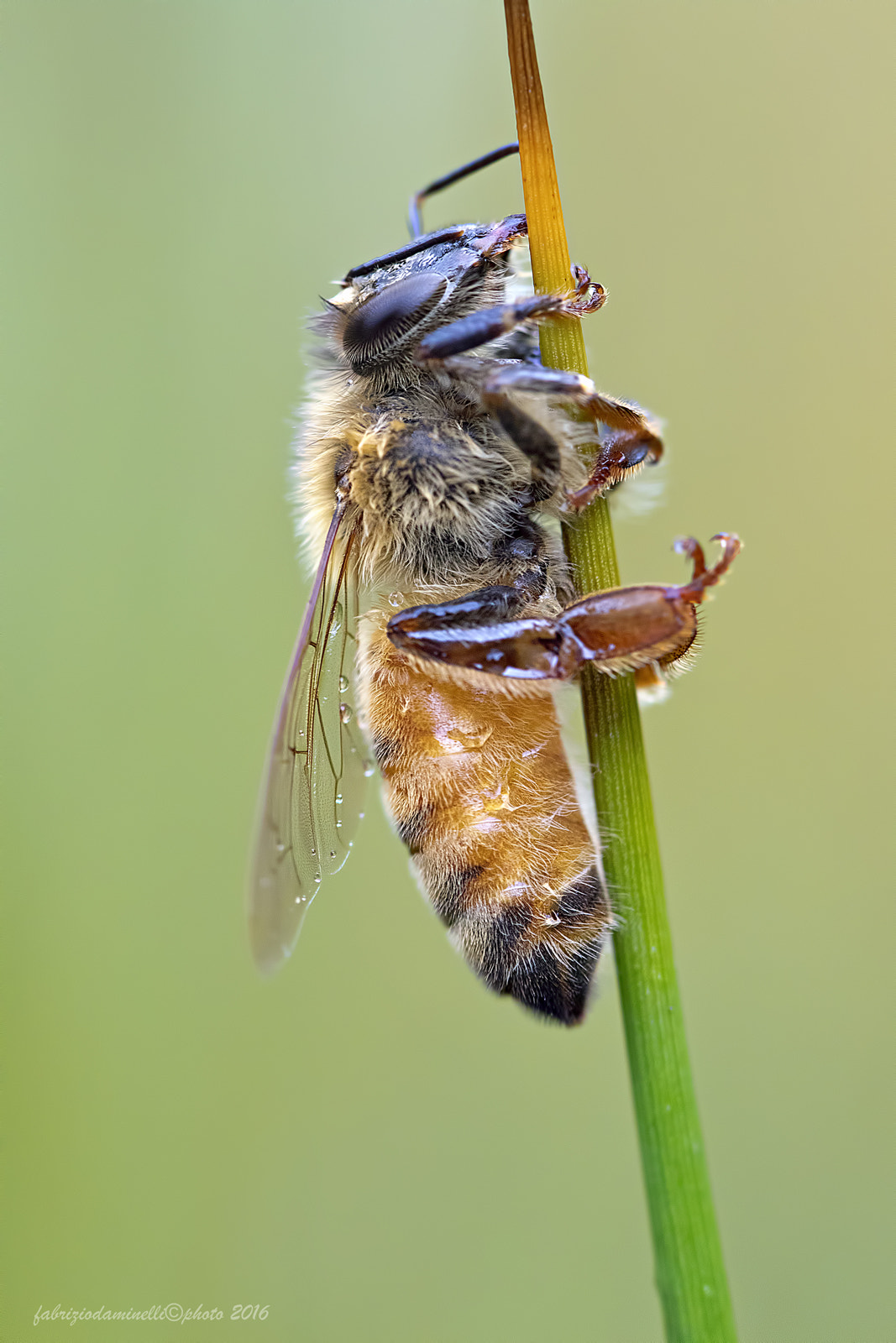 Canon EF 100mm F2.8L Macro IS USM sample photo. Apis mellifera photography