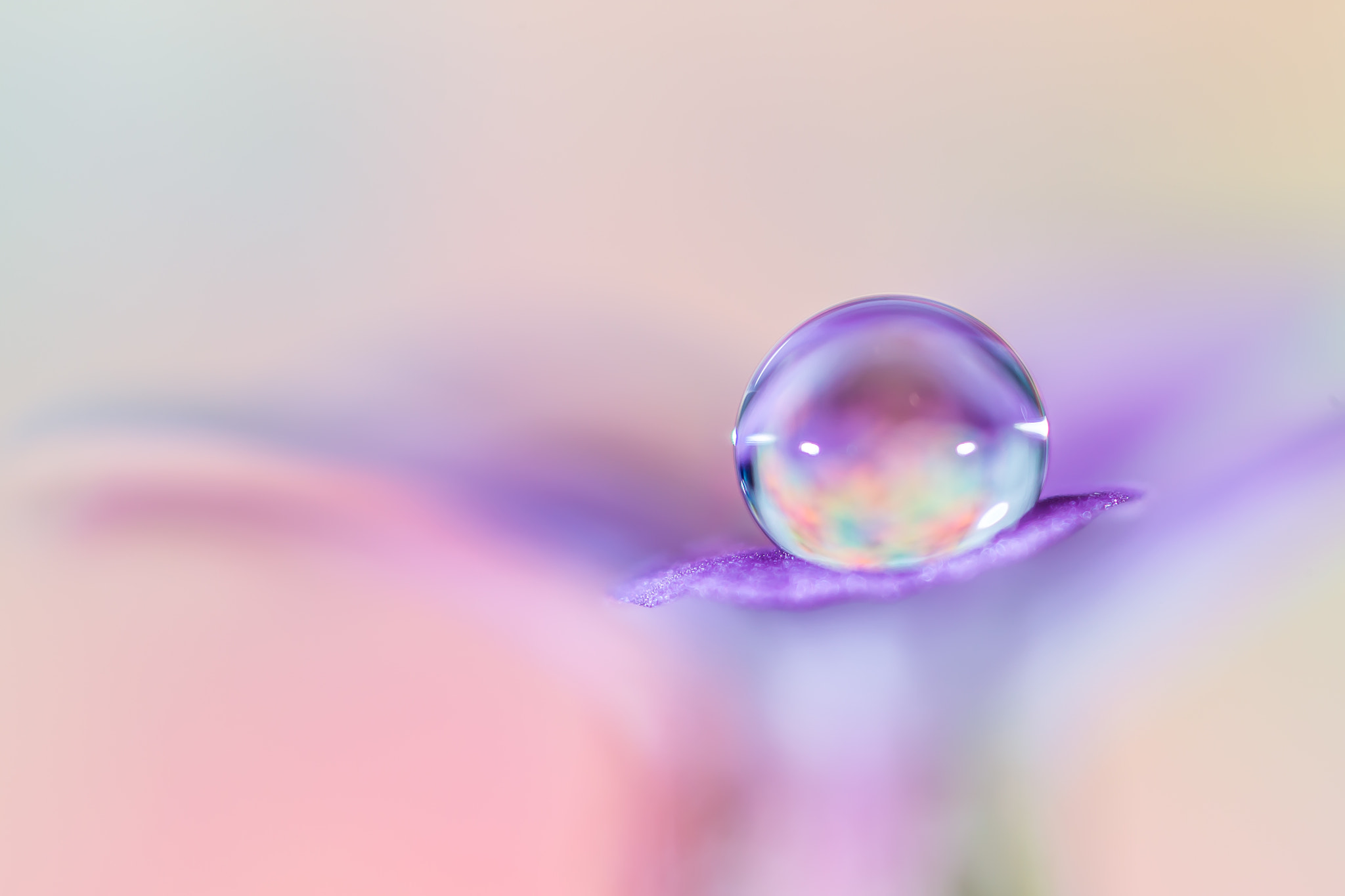 Canon MP-E 65mm F2.5 1-5x Macro Photo sample photo. Droplet on a tiny flower photography