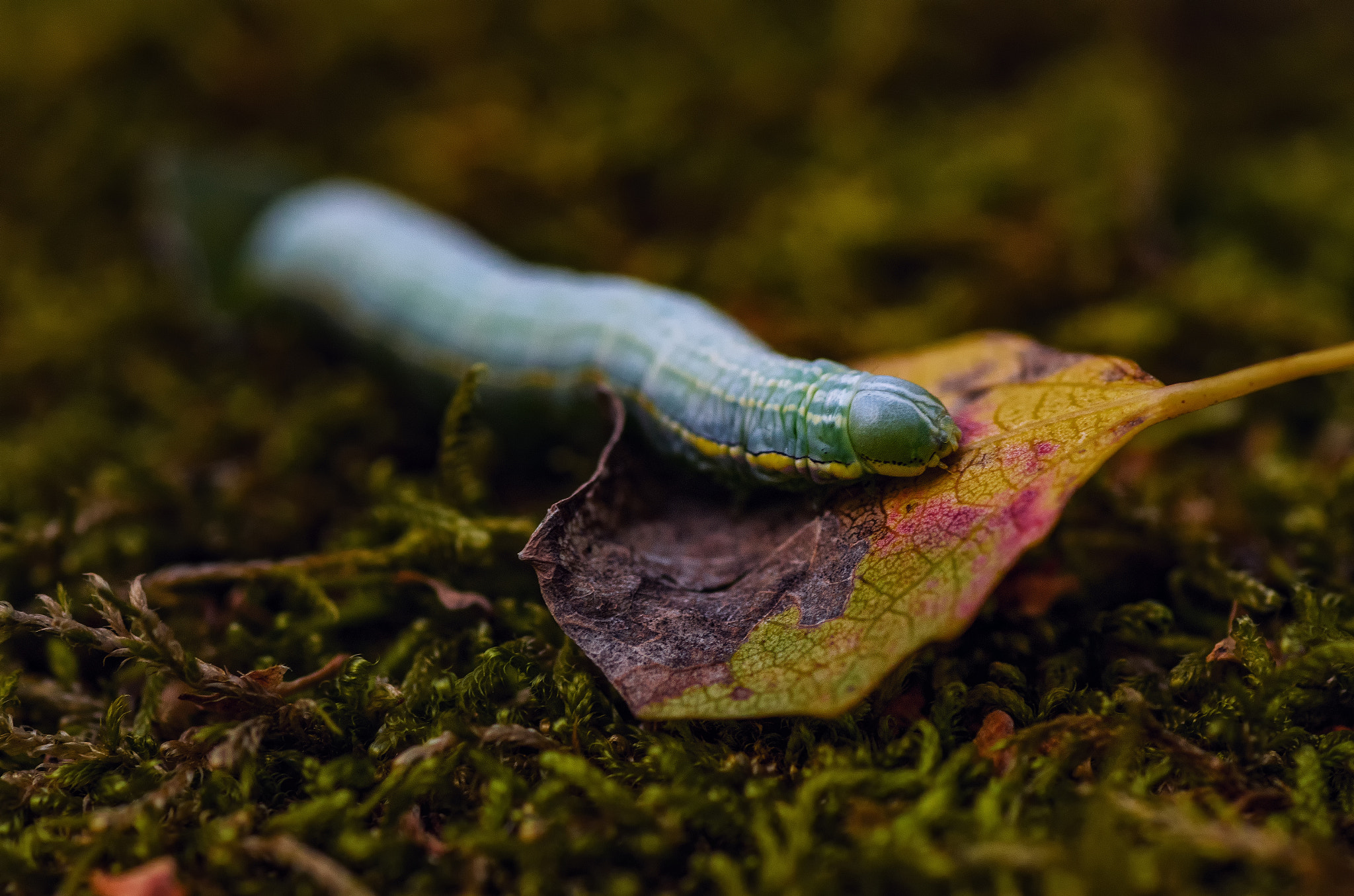 Nikon D7000 + Tokina AT-X Pro 100mm F2.8 Macro sample photo. Resting on a leaf photography