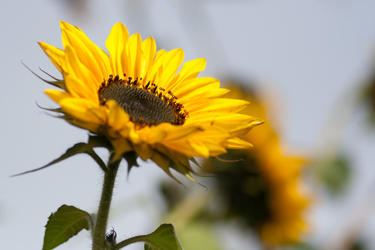 Canon EOS 400D (EOS Digital Rebel XTi / EOS Kiss Digital X) sample photo. Sunflower photography