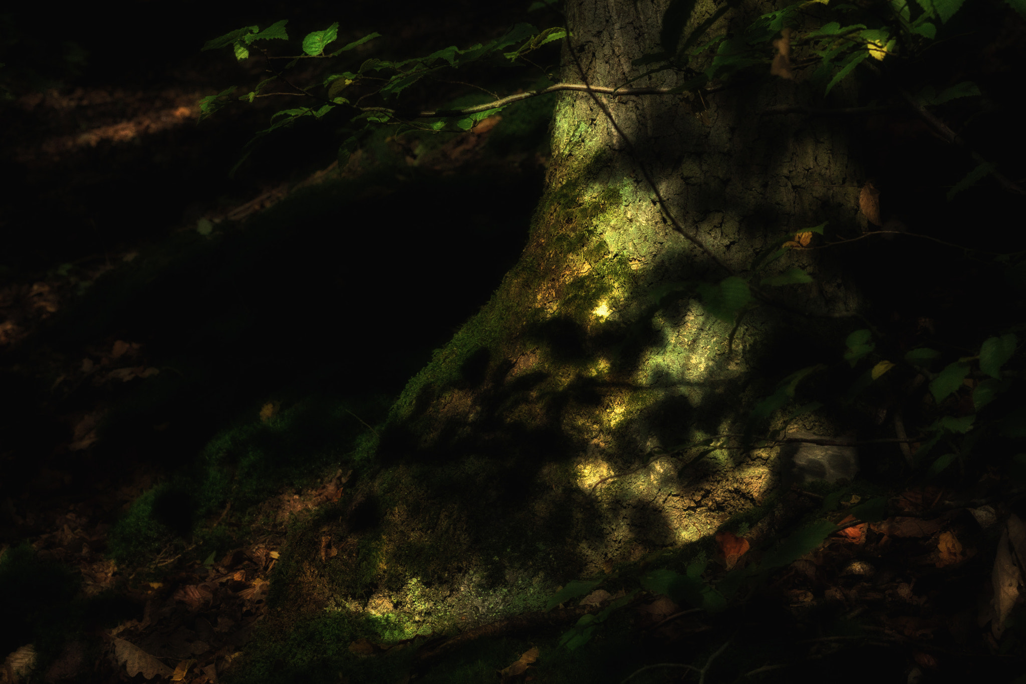 Sony DT 55-300mm F4.5-5.6 SAM sample photo. View into the woods photography