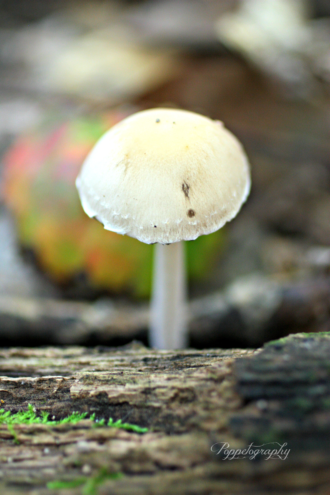 Canon EF 50mm F2.5 Macro sample photo. Tiny wonder photography