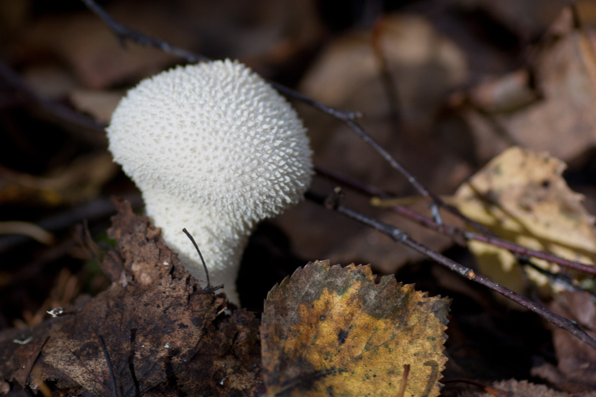 Canon EOS 400D (EOS Digital Rebel XTi / EOS Kiss Digital X) sample photo. Funny mushroom photography