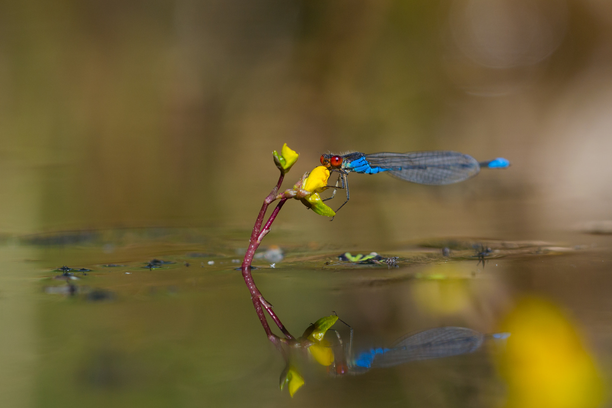 Nikon D3100 + Sigma 150mm F2.8 EX DG Macro HSM sample photo. Double photography