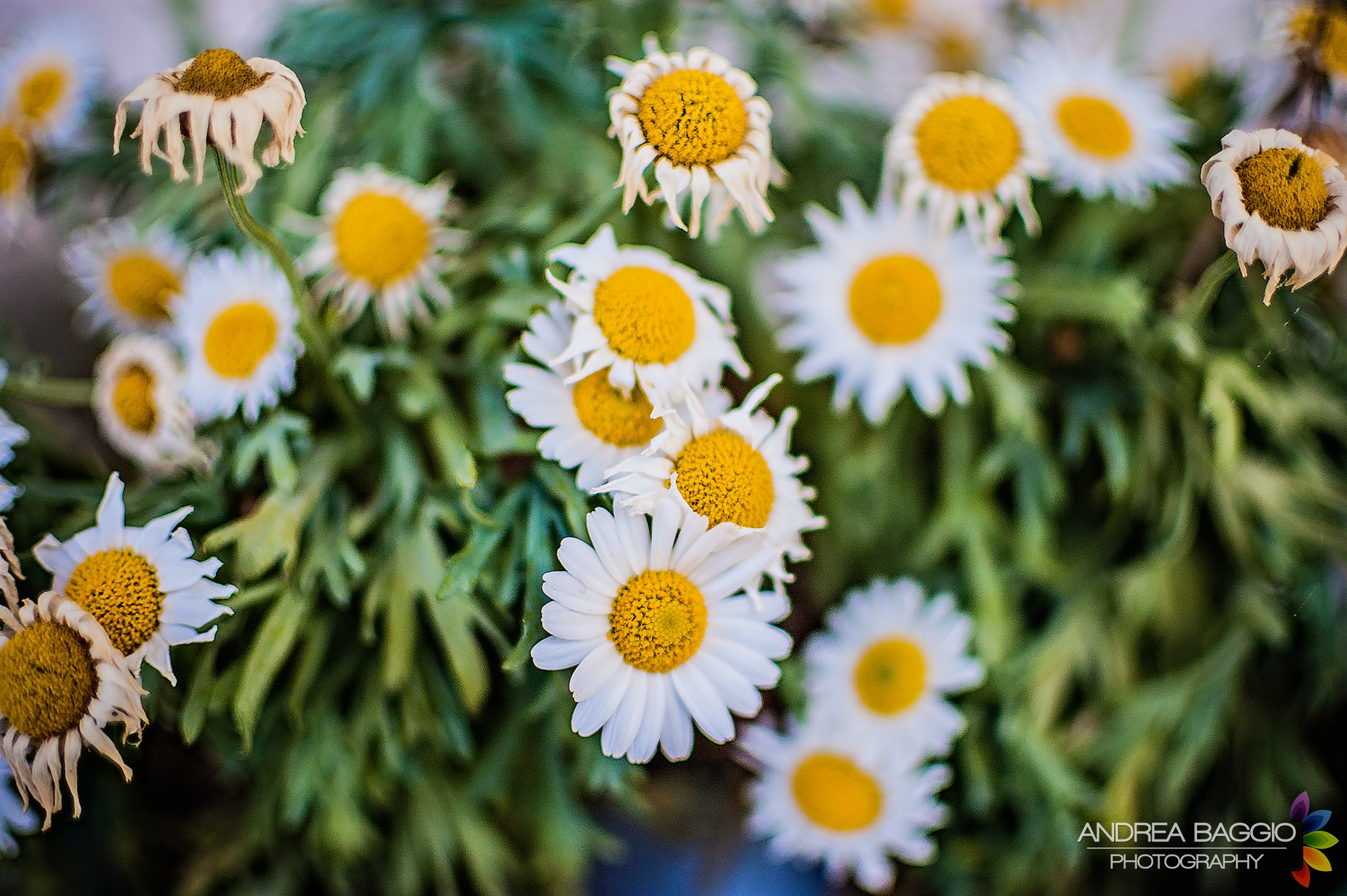 Nikon D40 + Nikon AF-S DX Nikkor 35mm F1.8G sample photo. Daisies photography