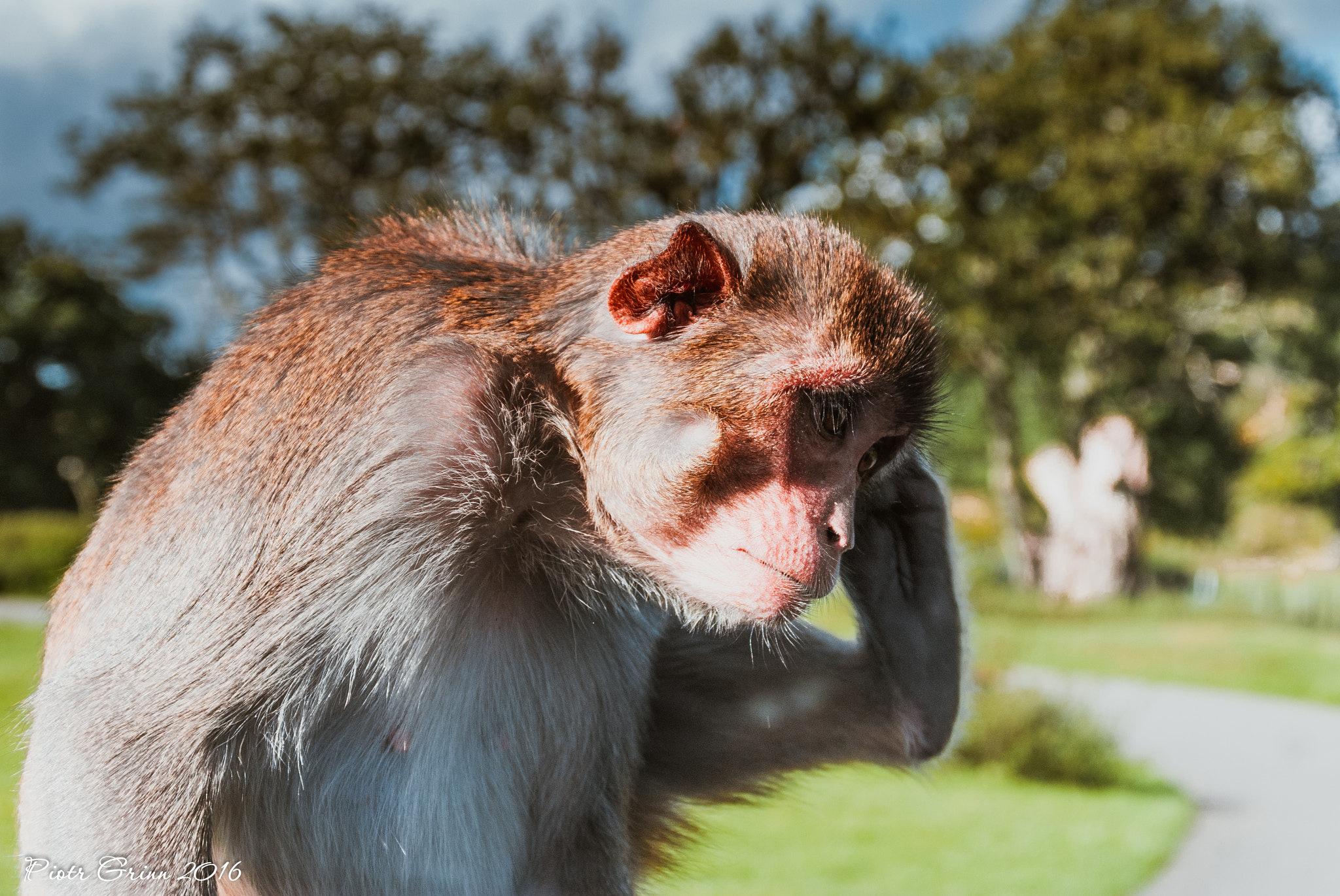 Sigma 28-300mm F3.5-6.3 DG Macro sample photo. Longleat safari park 2016 photography
