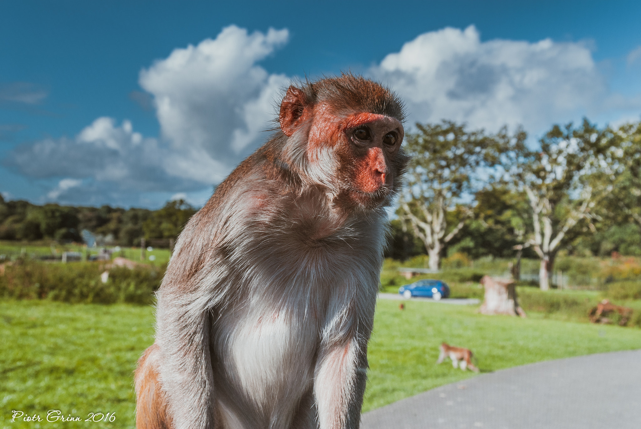 Sigma 28-300mm F3.5-6.3 DG Macro sample photo. Longleat safari park 2016 photography