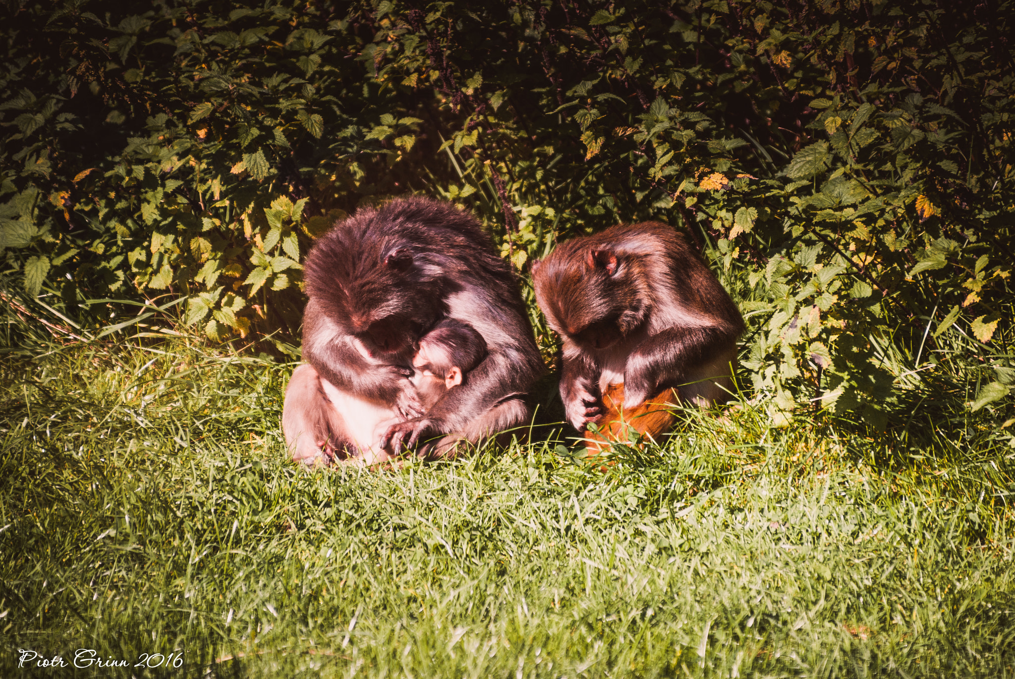 Sigma 28-300mm F3.5-6.3 DG Macro sample photo. Longleat safari park 2016 photography