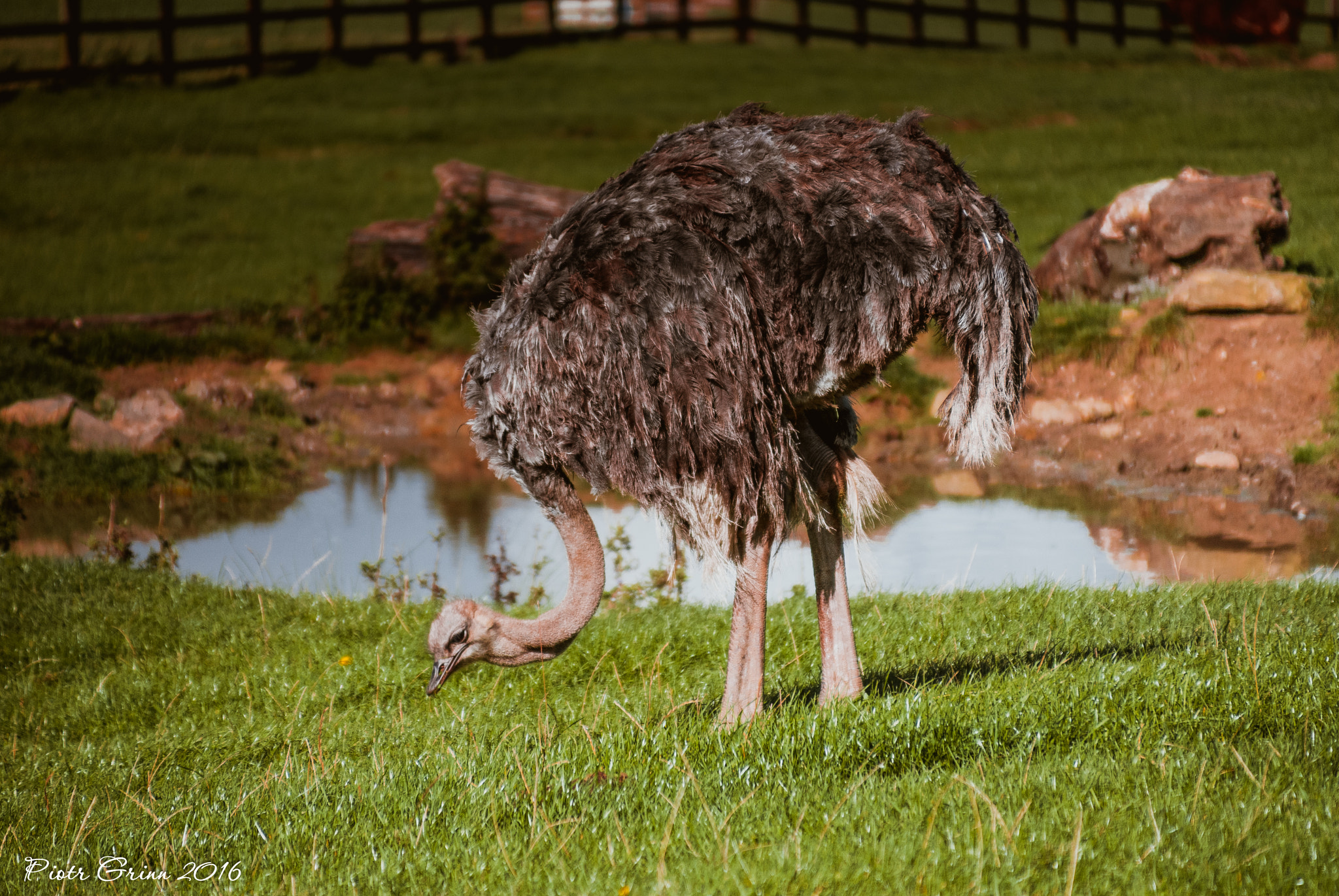 Sigma 28-300mm F3.5-6.3 DG Macro sample photo. Longleat safari park 2016 photography