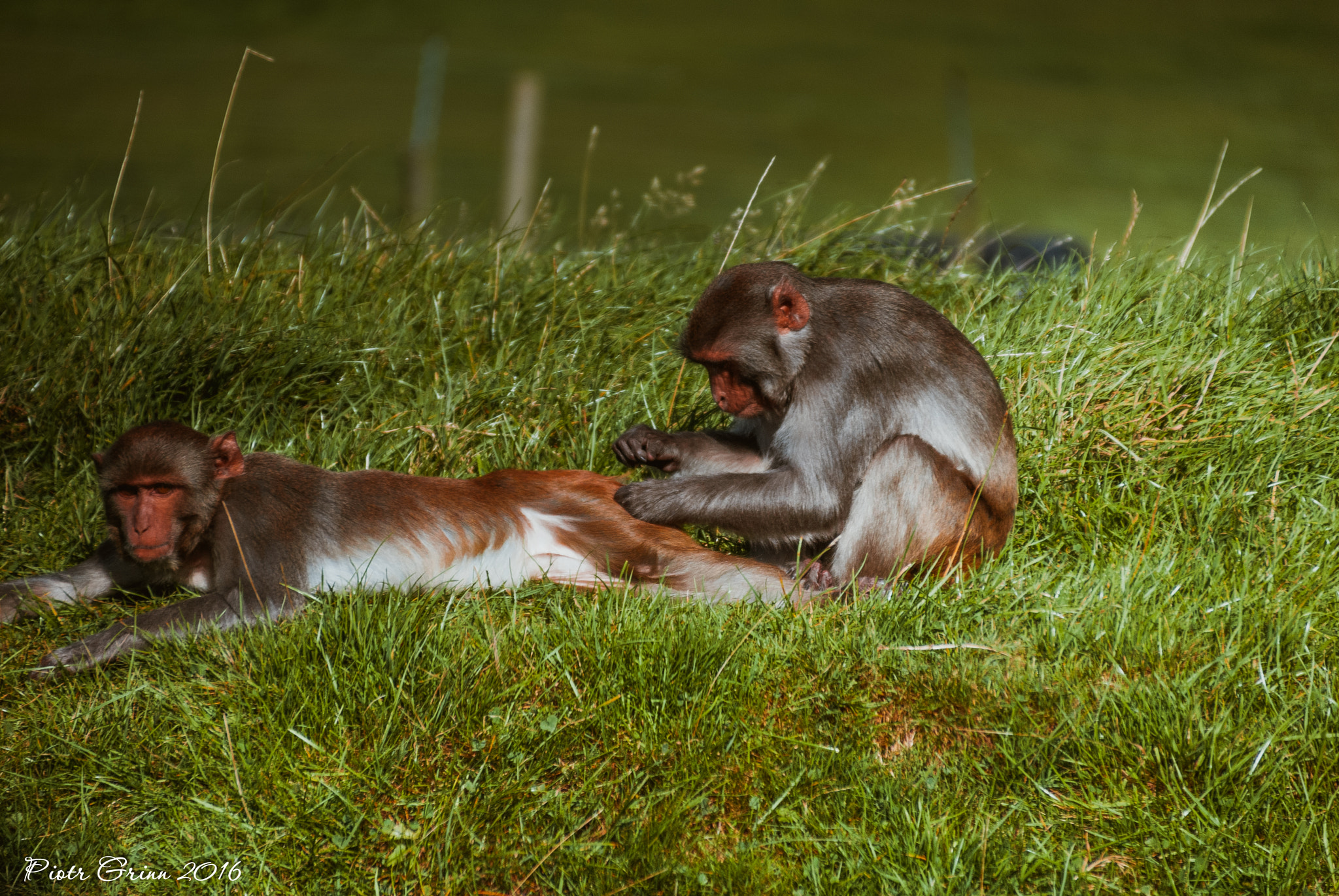 Sigma 28-300mm F3.5-6.3 DG Macro sample photo. Longleat safari park 2016 photography