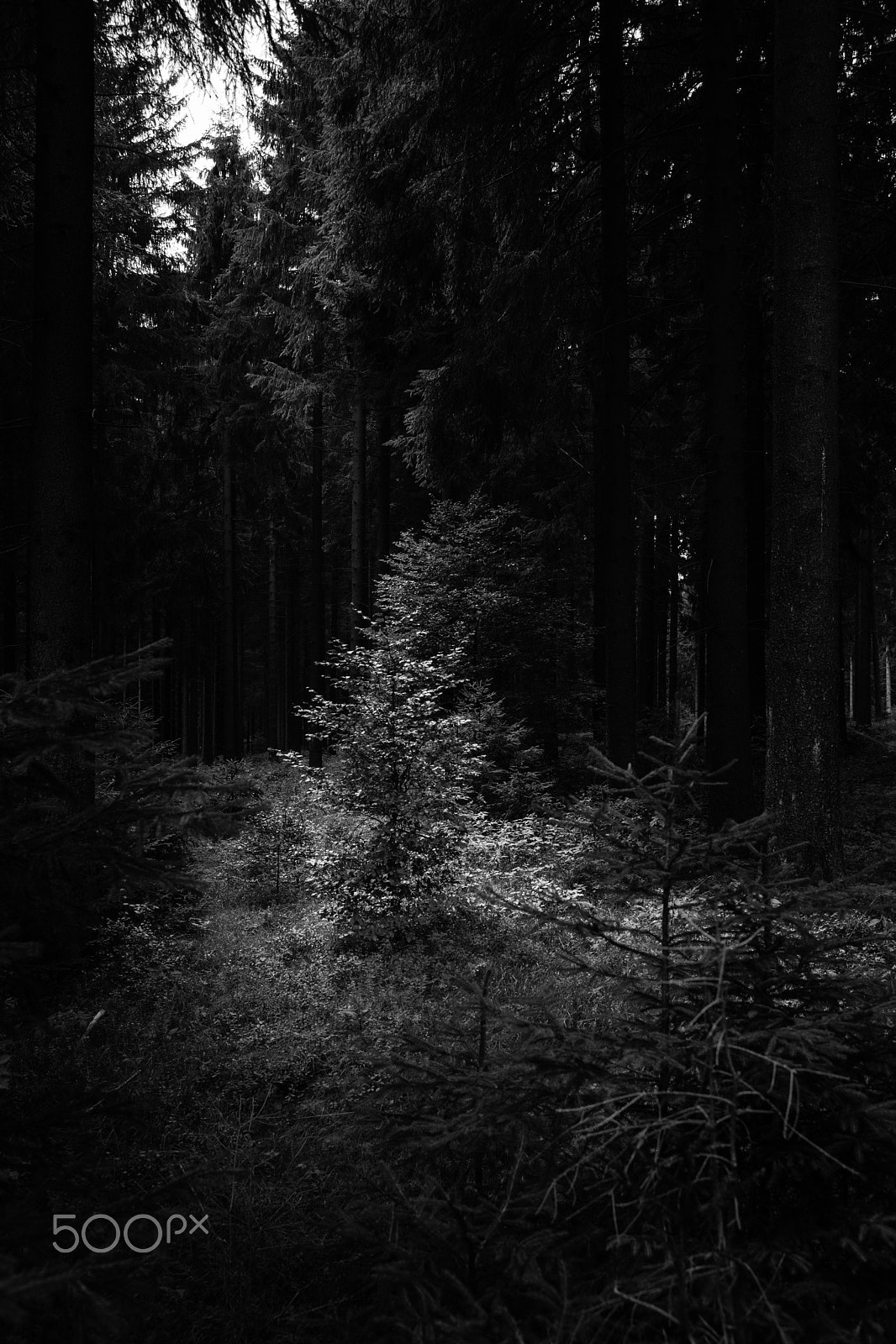 Sony a7 + E 35mm F2 sample photo. Small tree photography