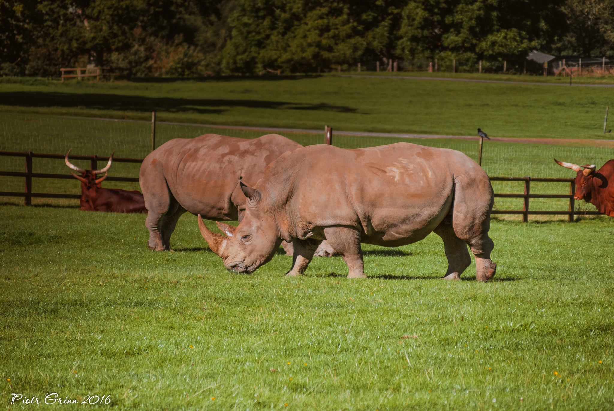 Sigma 28-300mm F3.5-6.3 DG Macro sample photo. Longleat safari park 2016 photography