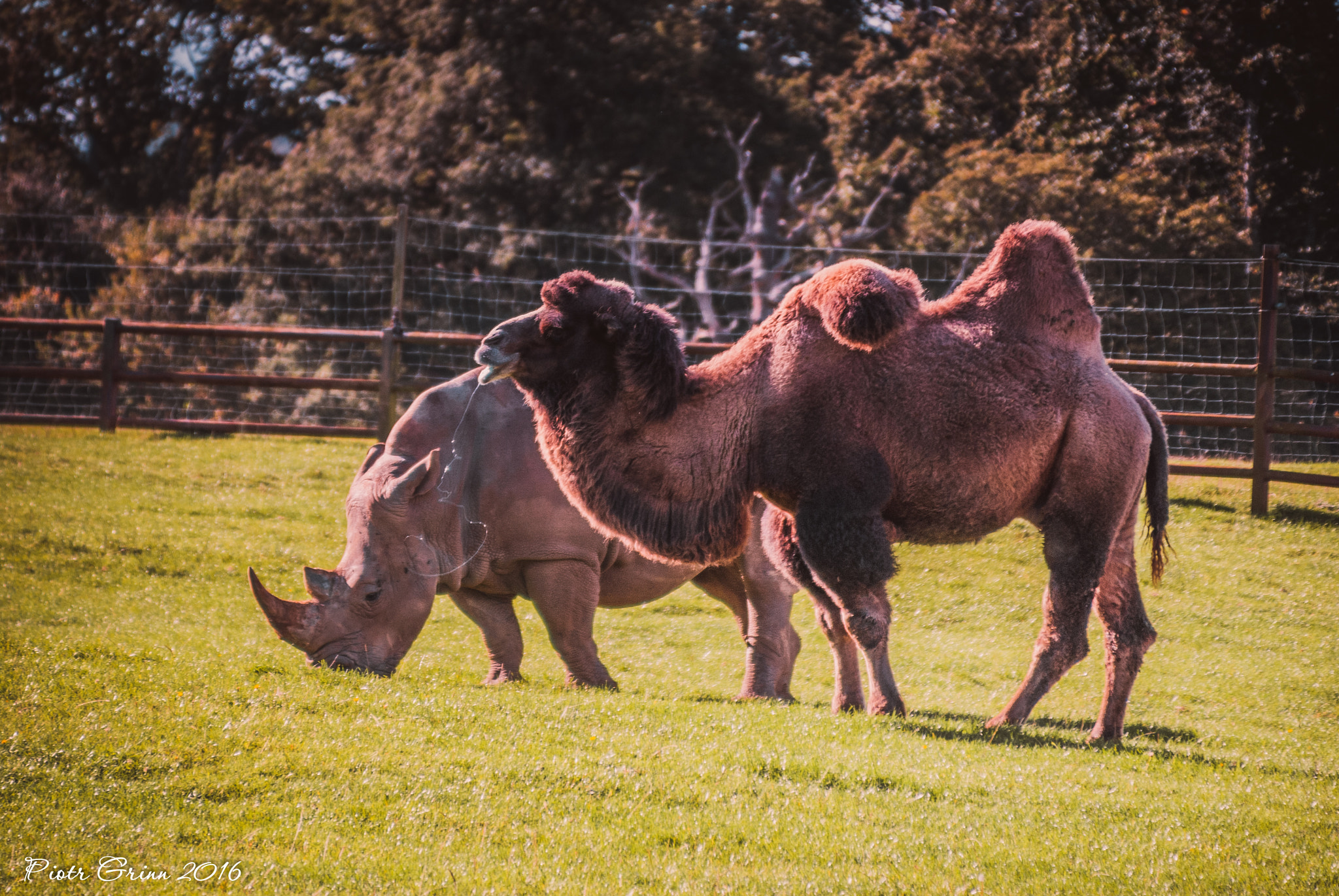 Sigma 28-300mm F3.5-6.3 DG Macro sample photo. Longleat safari park 2016 photography