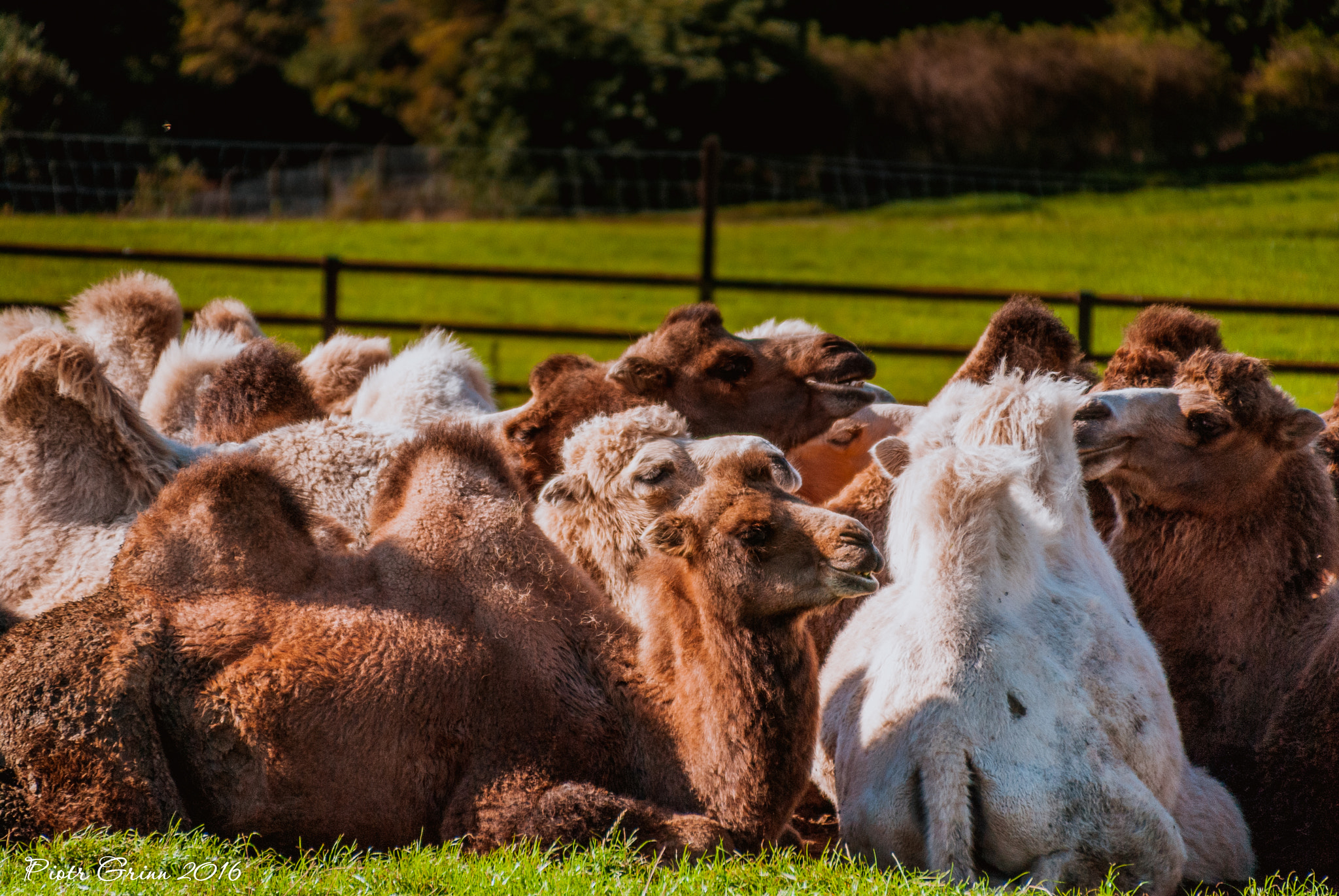 Sigma 28-300mm F3.5-6.3 DG Macro sample photo. Longleat safari park 2016 photography
