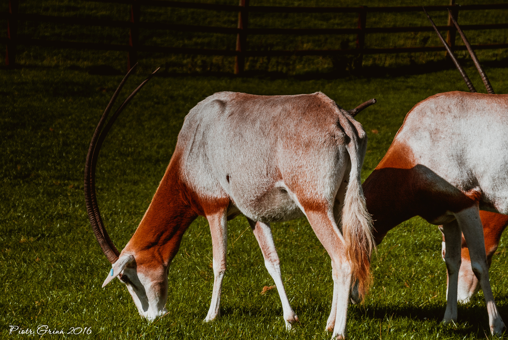 Sigma 28-300mm F3.5-6.3 DG Macro sample photo. Longleat safari park 2016 photography